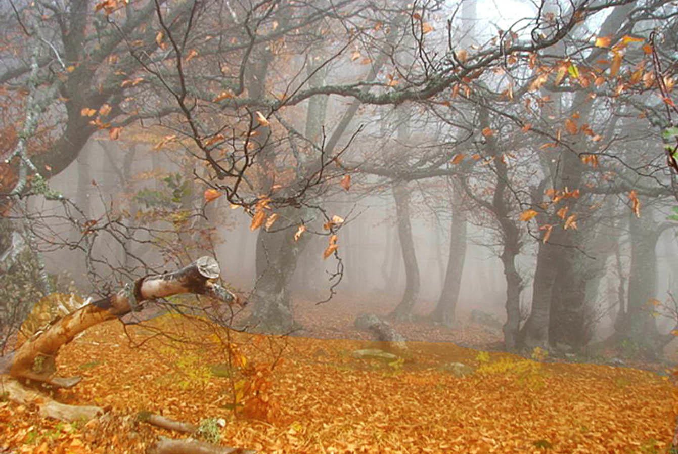 Повеяло свежестью. Поздняя осень. Поздняя осень в городе. Пасмурная осень. Осенний лес в ноябре.