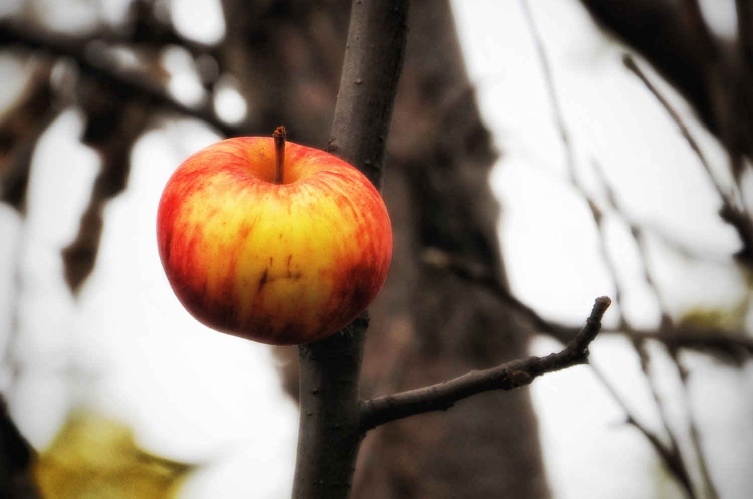 Осенью с яблони собрали яблоки желтые зеленые. Бельфлер яблоня. Осенние яблоки. Яблоко осеннее полосатое. Яблоня осеннее полосатое.