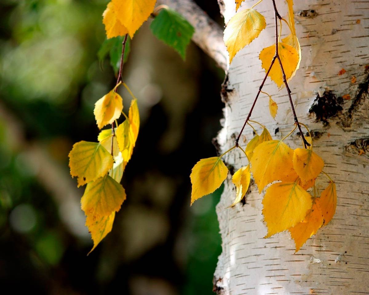 Листья березы осенью (90 фото) - 89 фото