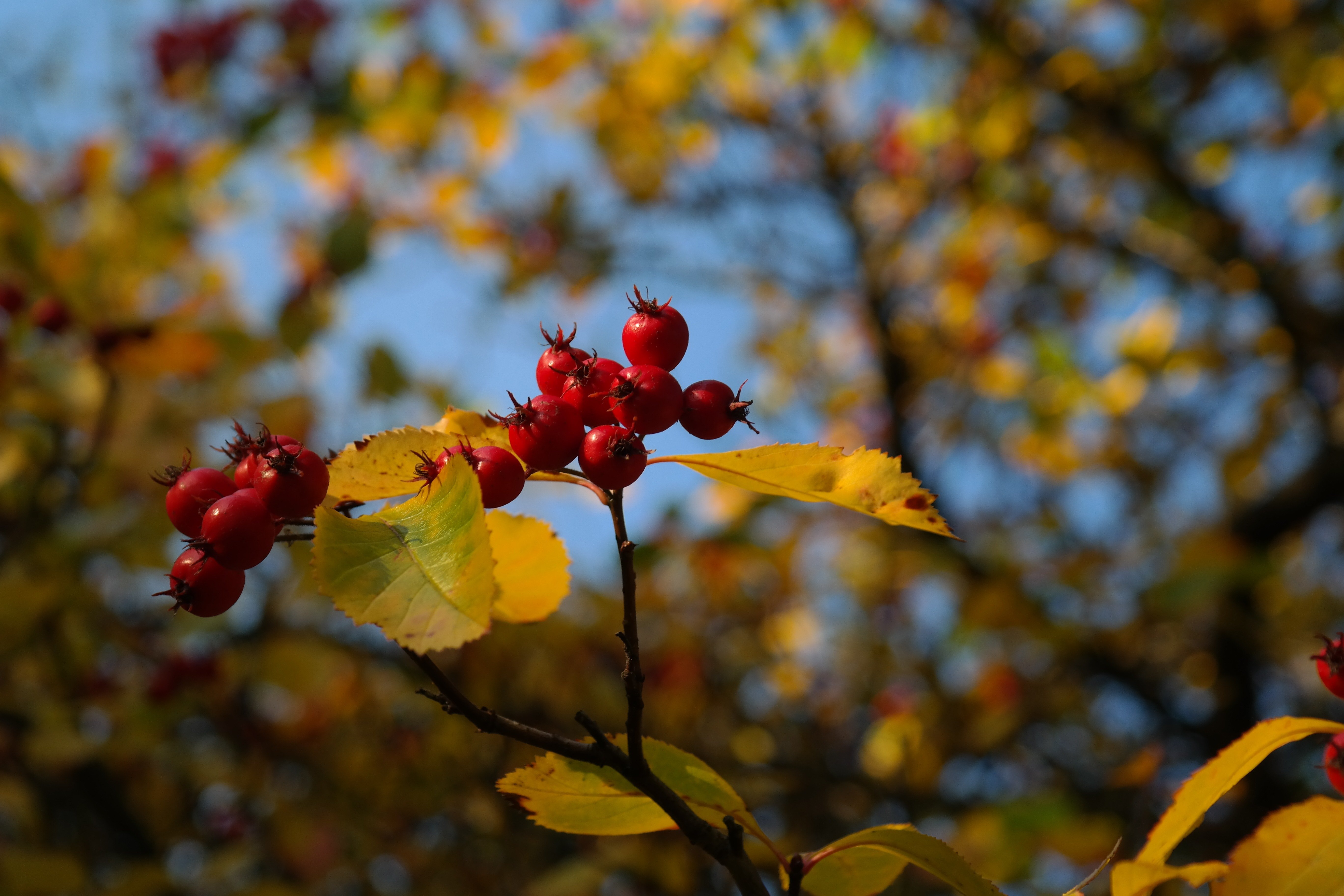 лист боярышника фото осенью