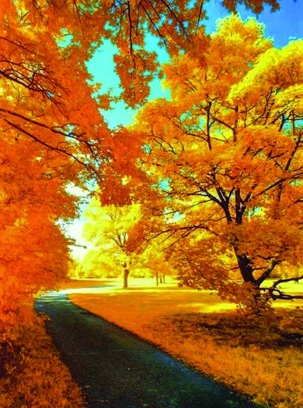 Картинка времена года осень. Осеннее дерево. Природа осень. Красивая осень. Красивые деревья осенью.