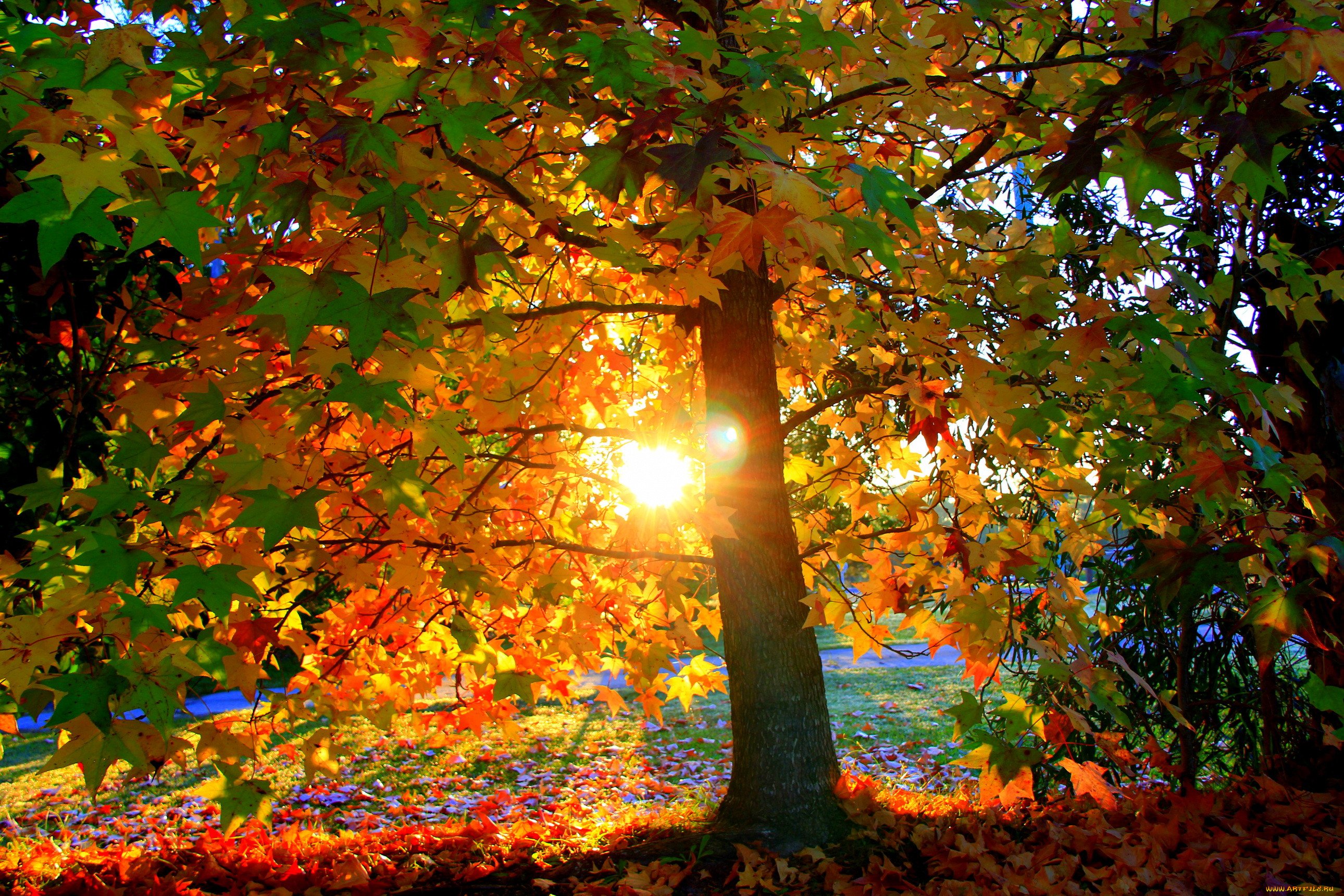 Осенний день картинки. Солнечная осень. Осенний листопад. Осеннее солнце. Осень солнце.