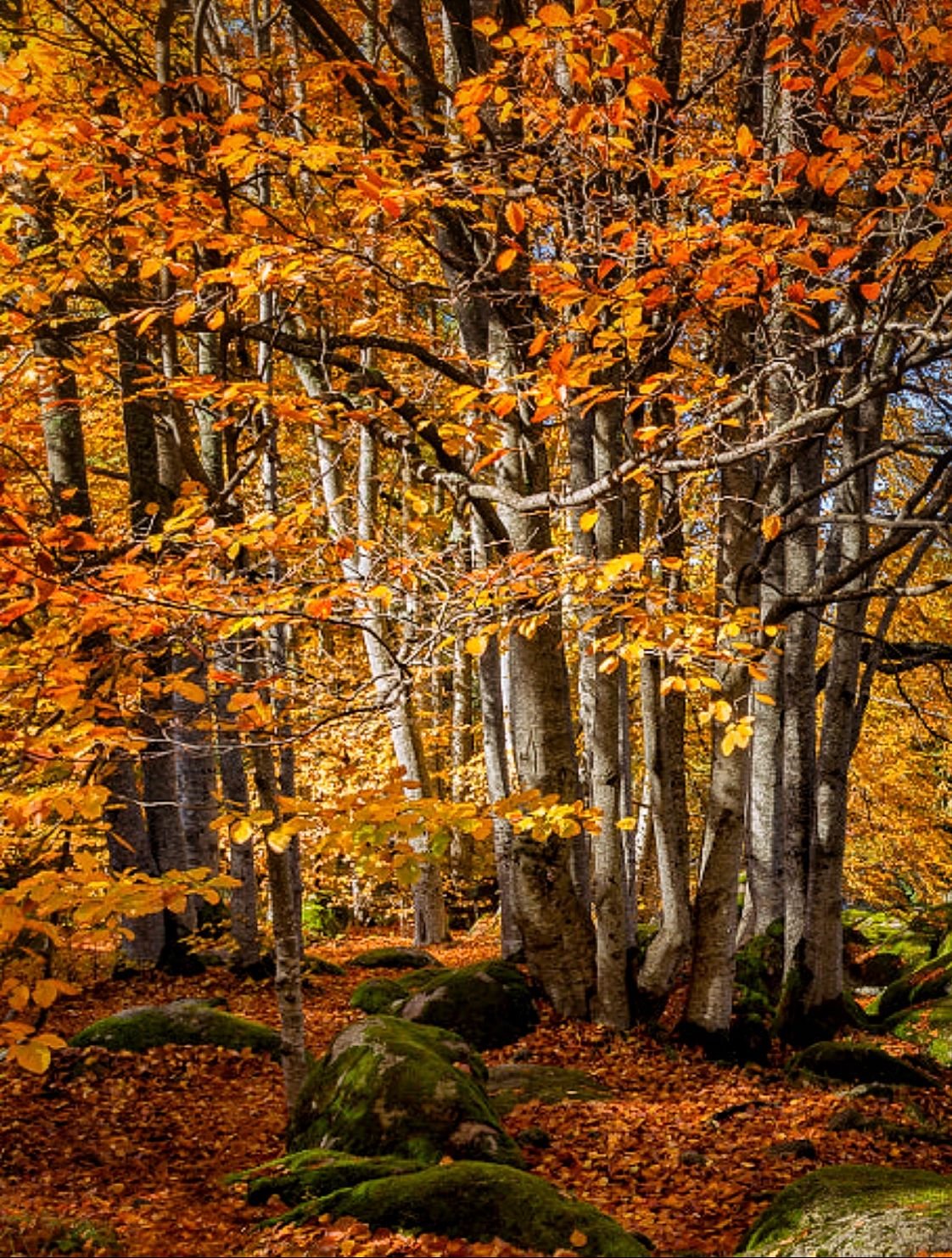 Виды осеннего леса. Осенняя природа. Осенний лес. Осень в лесу. Природа осенью.