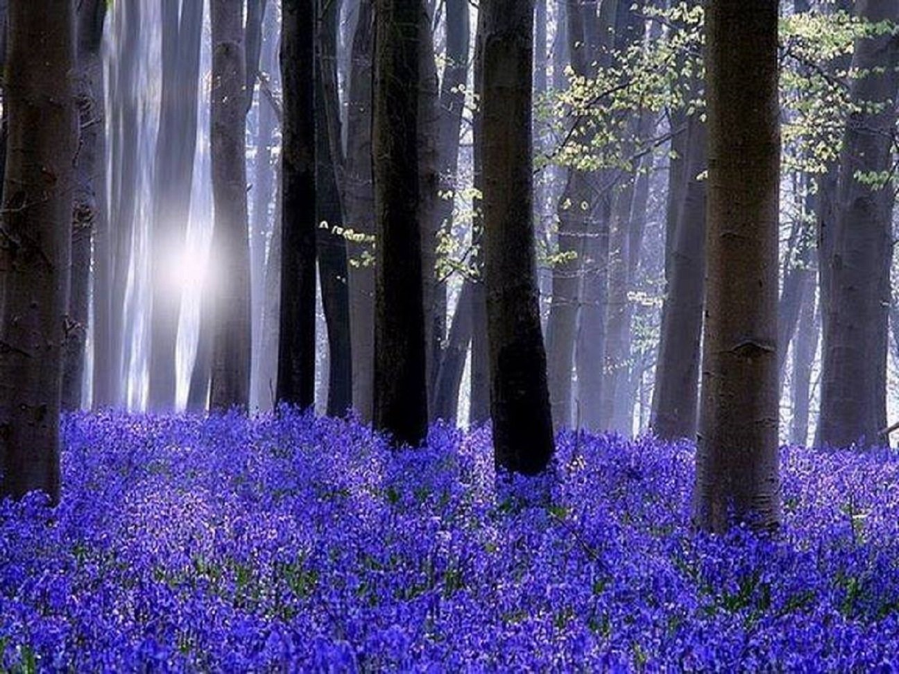 Ни разу не цвели. Халлербос ручей. Весенние цветы в лесу фиолетовые. Фиолетовые цветочки в лесу. Синий лес.