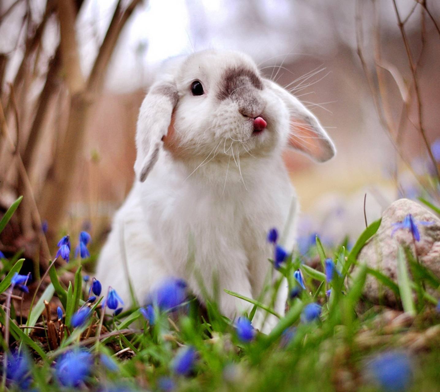 Зайчик зайчата. Красивый кролик. Животные весной. Милые кролики. Весенний кролик.