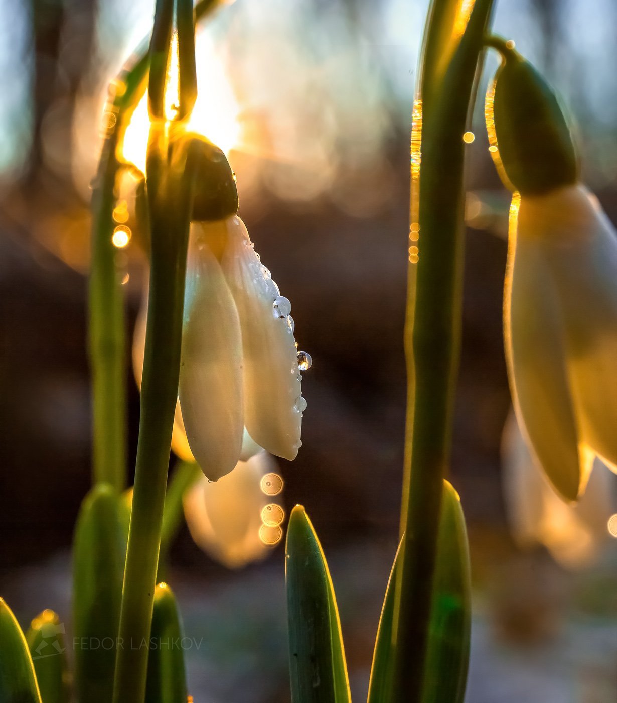 Тает звон. Подснежник Галантус кавказский. Фотограф: фёдор Лашков весенние цветы. Весенняя капель.