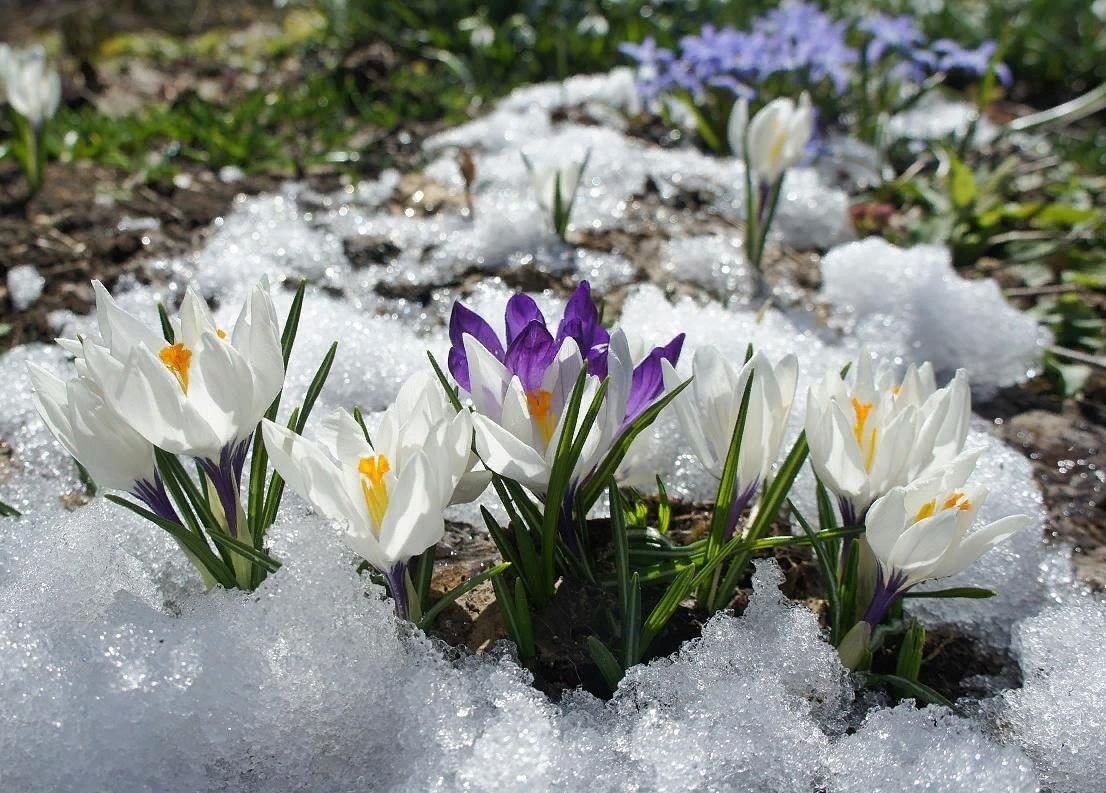 Весенние цветы подснежники фото