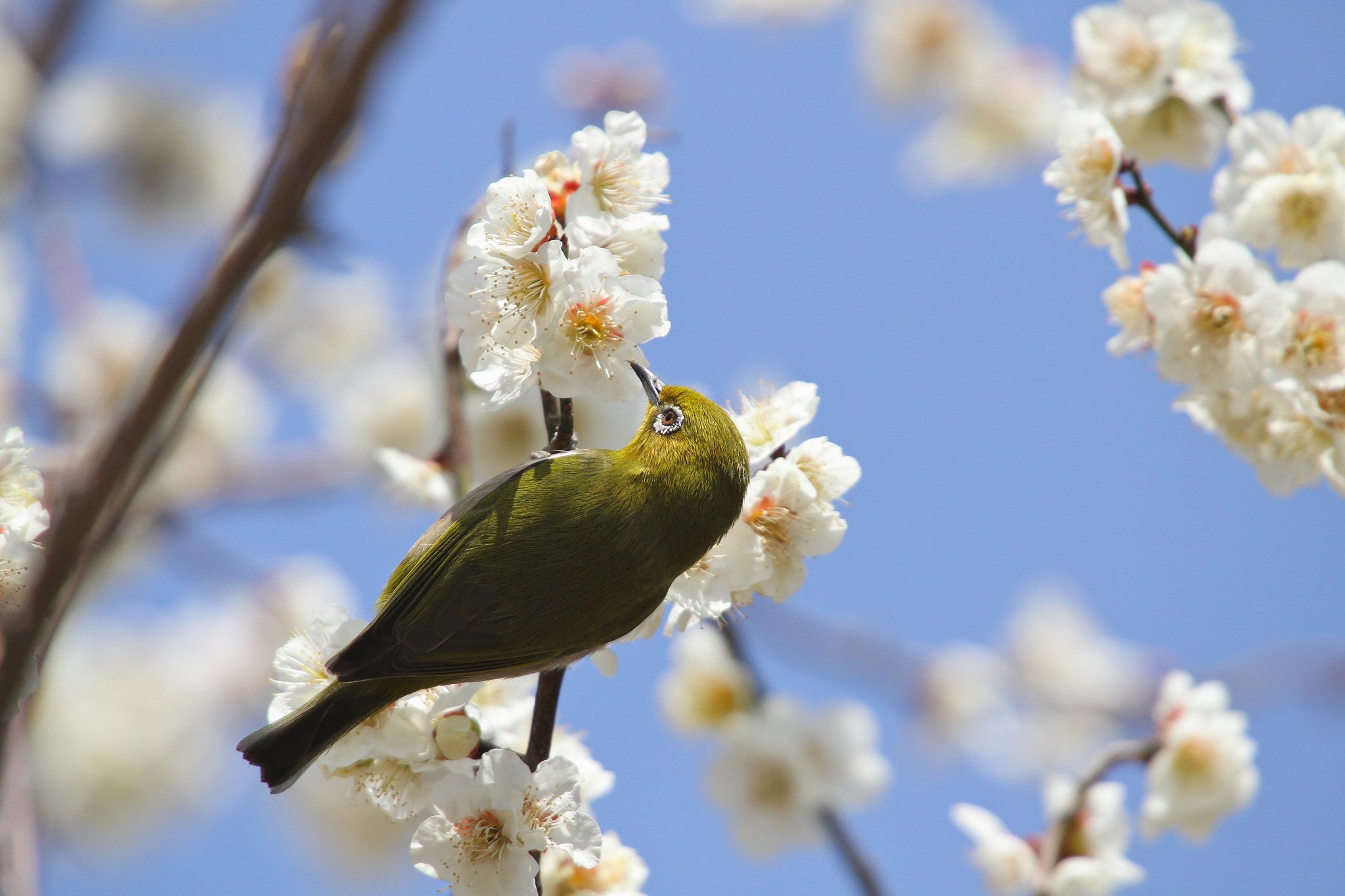 Птицы поздней весной. Весенние птицы. Природа весной.