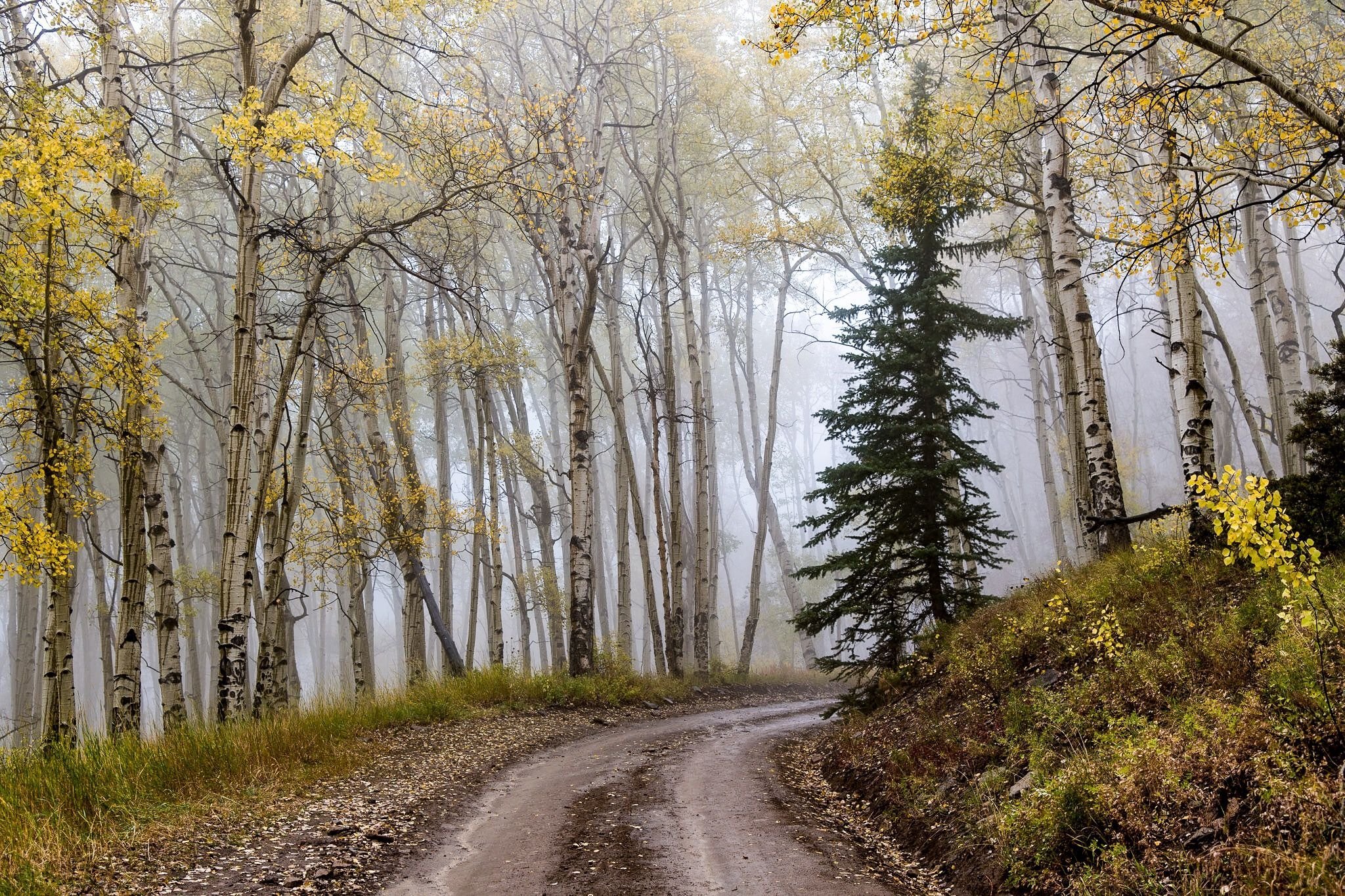 Осины лес. Осиновая роща лес. Осина Осиновая роща. Осинники лес.