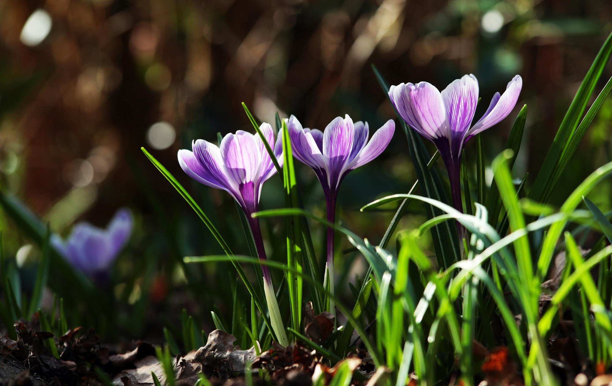 Первоцветы цветы весной. Первоцветы крокусы. Весенние первоцветы крокусы. Первоцветы подснежники крокусы. Крокус фиолетовый первоцвет.