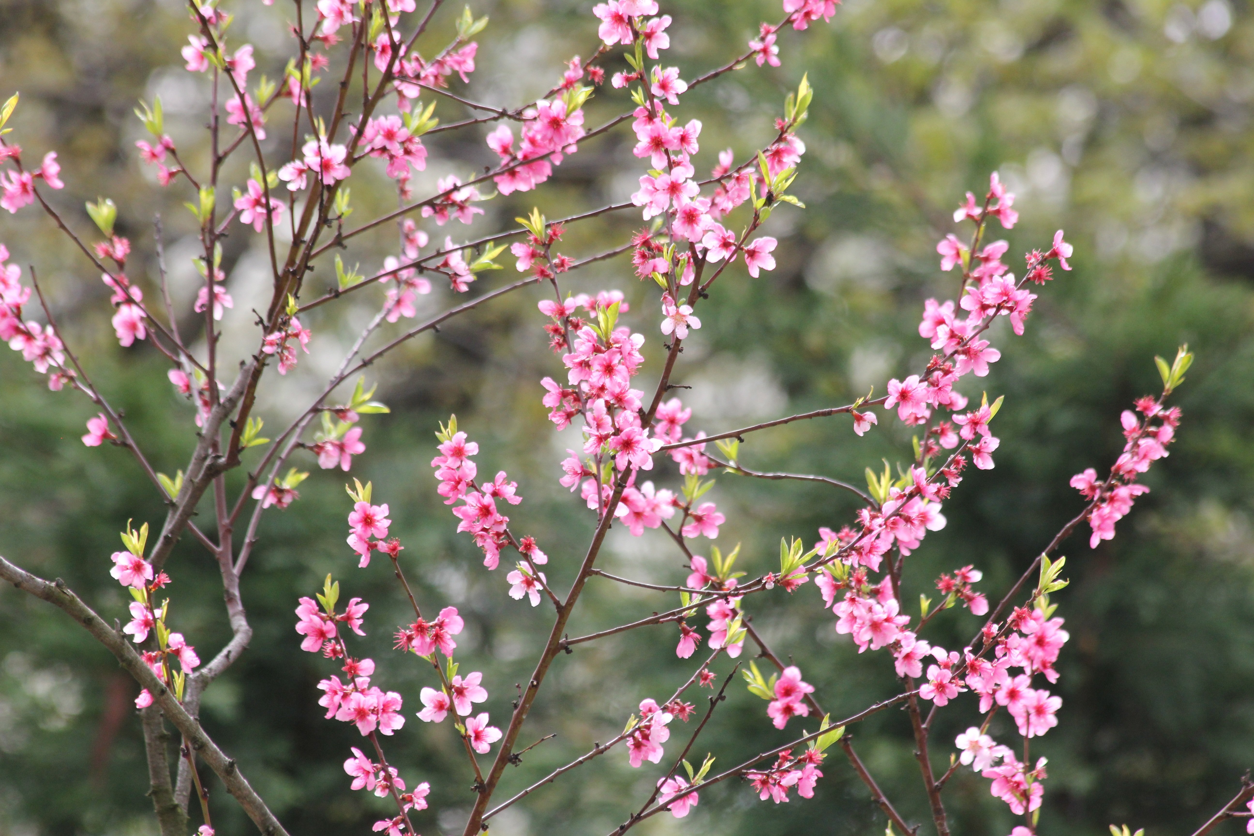 Розовые цветущие кустарники весной. Дикая вишня цветет. Дикая вишня кустарник цветение. Куст вишни цветение. Вишня дичка цветет.