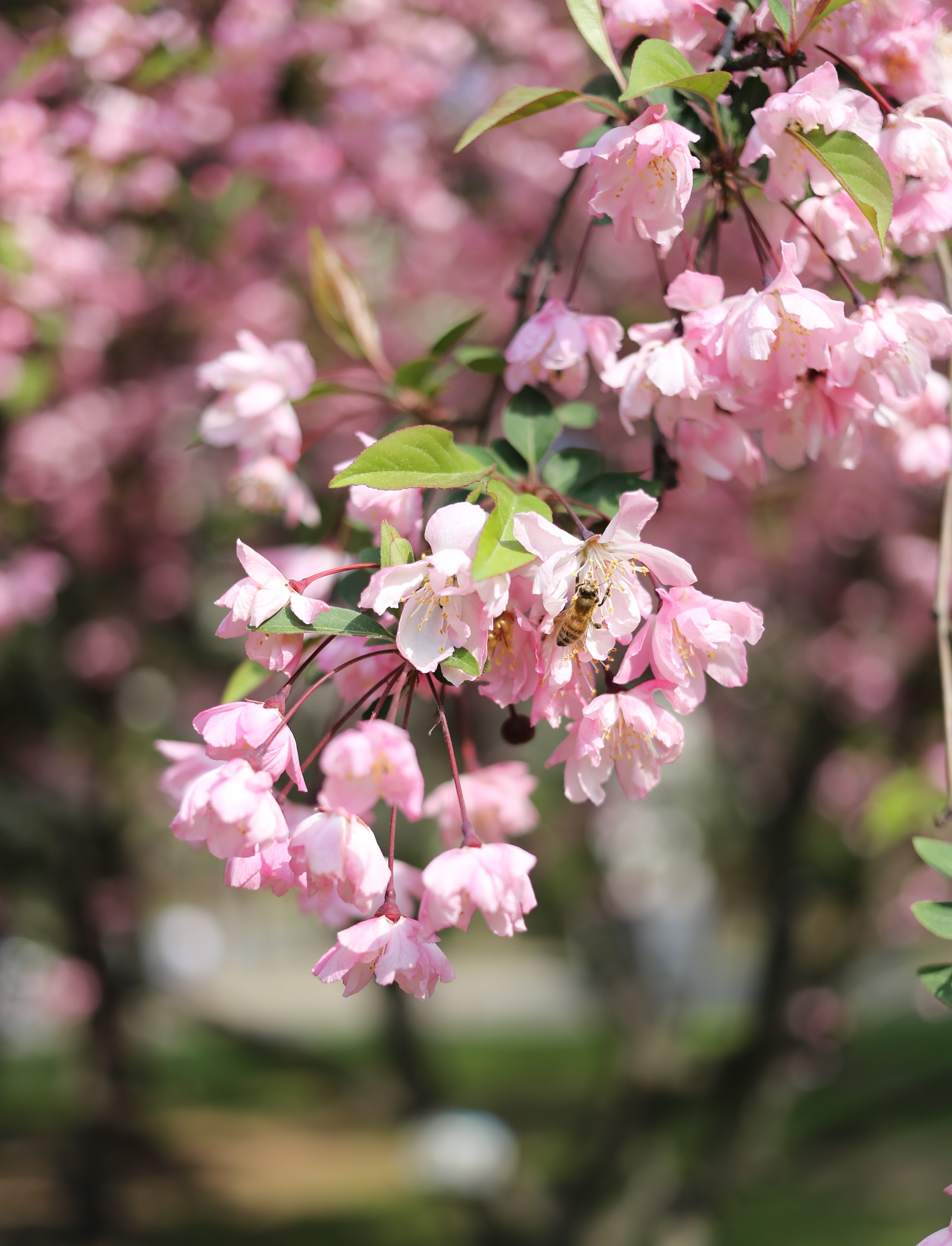 Розовые цветущие кустарники весной