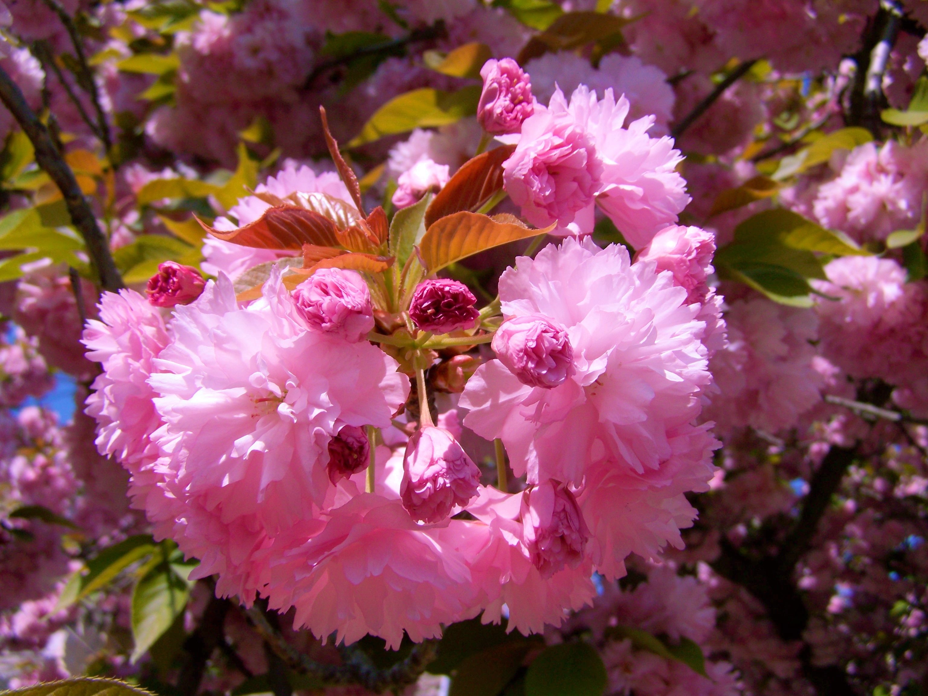 Цветет ранней весной розовыми цветами