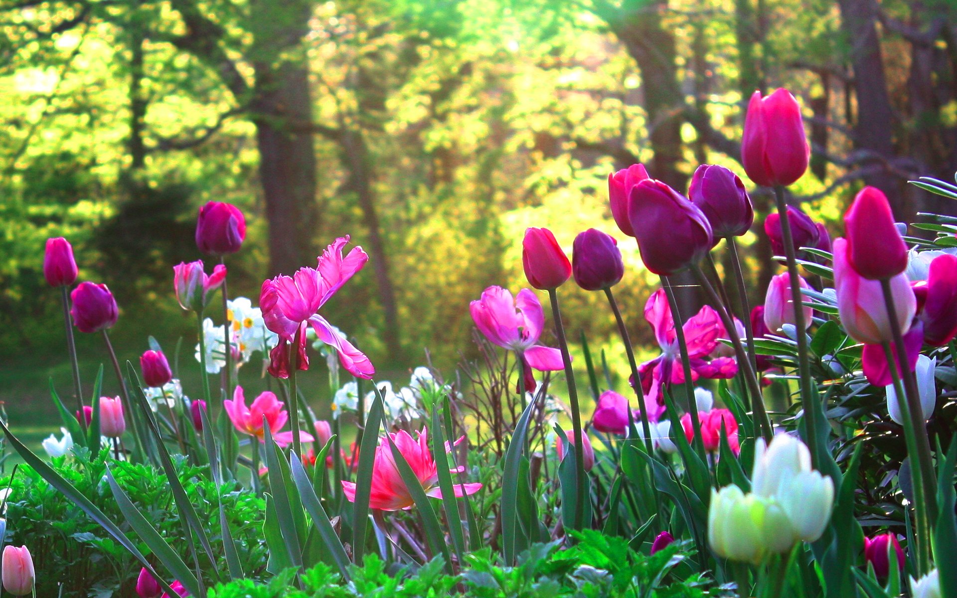 Весенние цветы - красивые картинки (100 фото)
