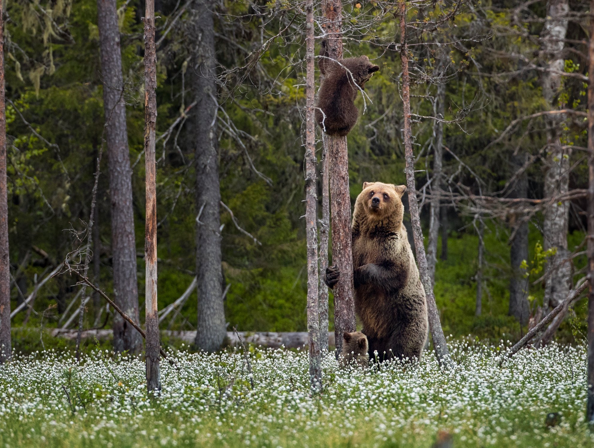 Слезай пока. Бурый медведь в тайге. "Медведи в лесу" Kim Norlien. Медведь в лесу. Медведи в Сосновом Бору.