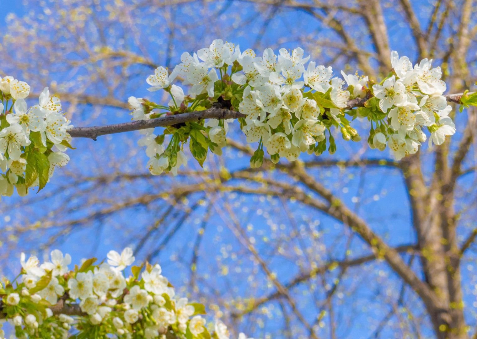 Найти картинки с весной. Природа весной. Цветущие деревья весной.