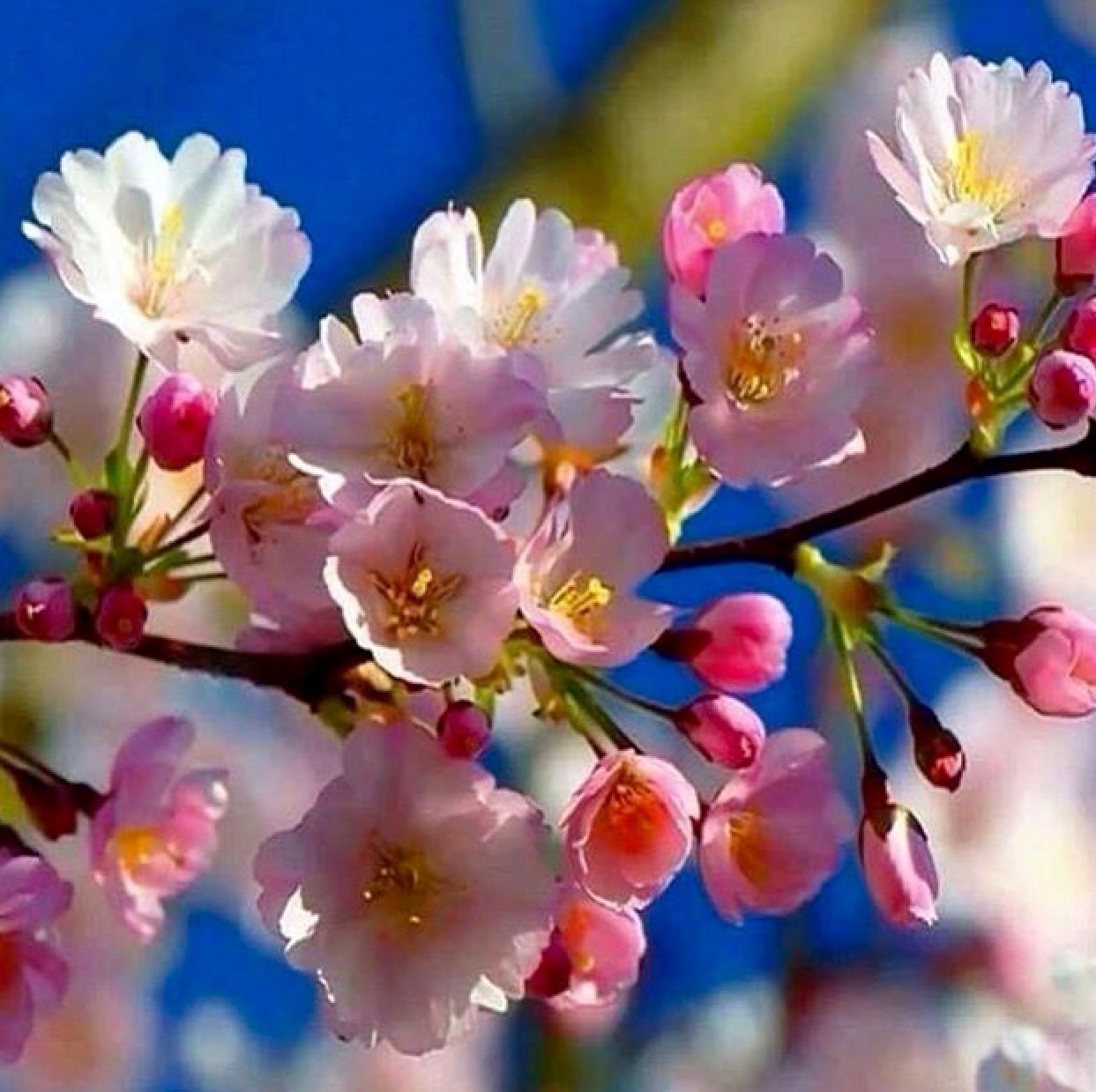 Цветет краса. Весенние цветы. Природа весной.