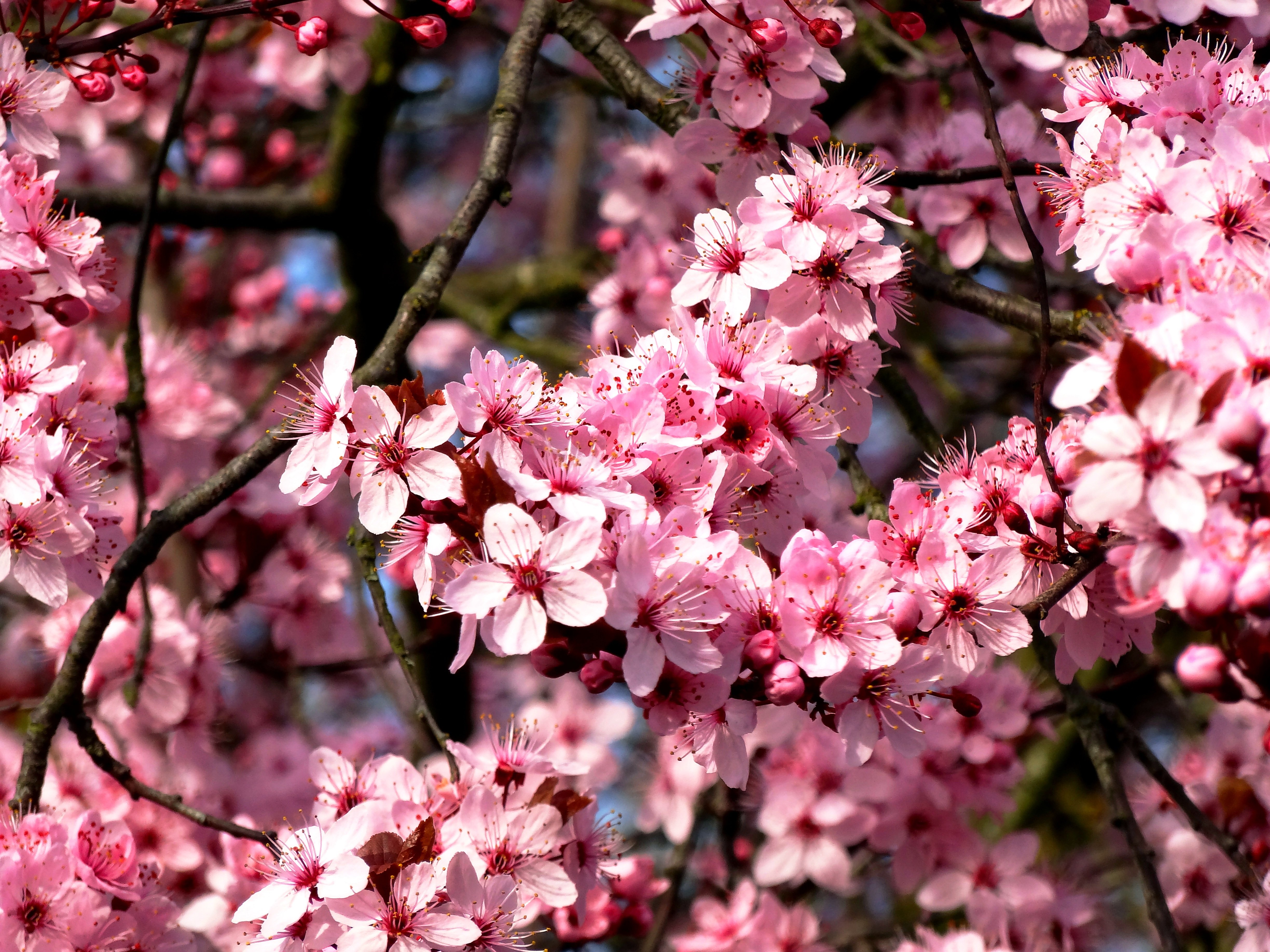 Розовая вишня букв. Сакура миндаль. Сакура вишня, миндаль. Сакура (миндаль, вишня декоративная). Миндальное дерево цветение.