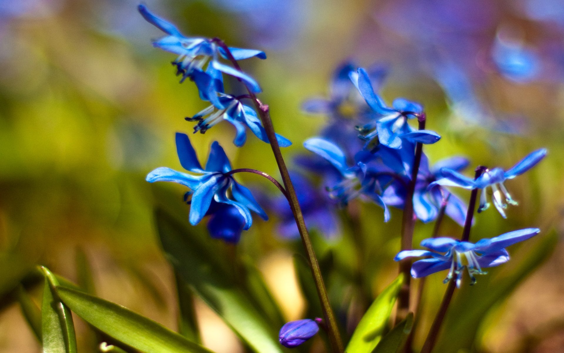 Первоцветы обои. Пролеска колокольчатая Блу. Пролеска Сибирская Крокус. Голубой Подснежник пролеска. Пролеска цветок голубой.