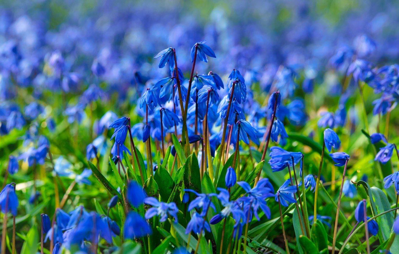Весенние Лесные Синие Цветы
