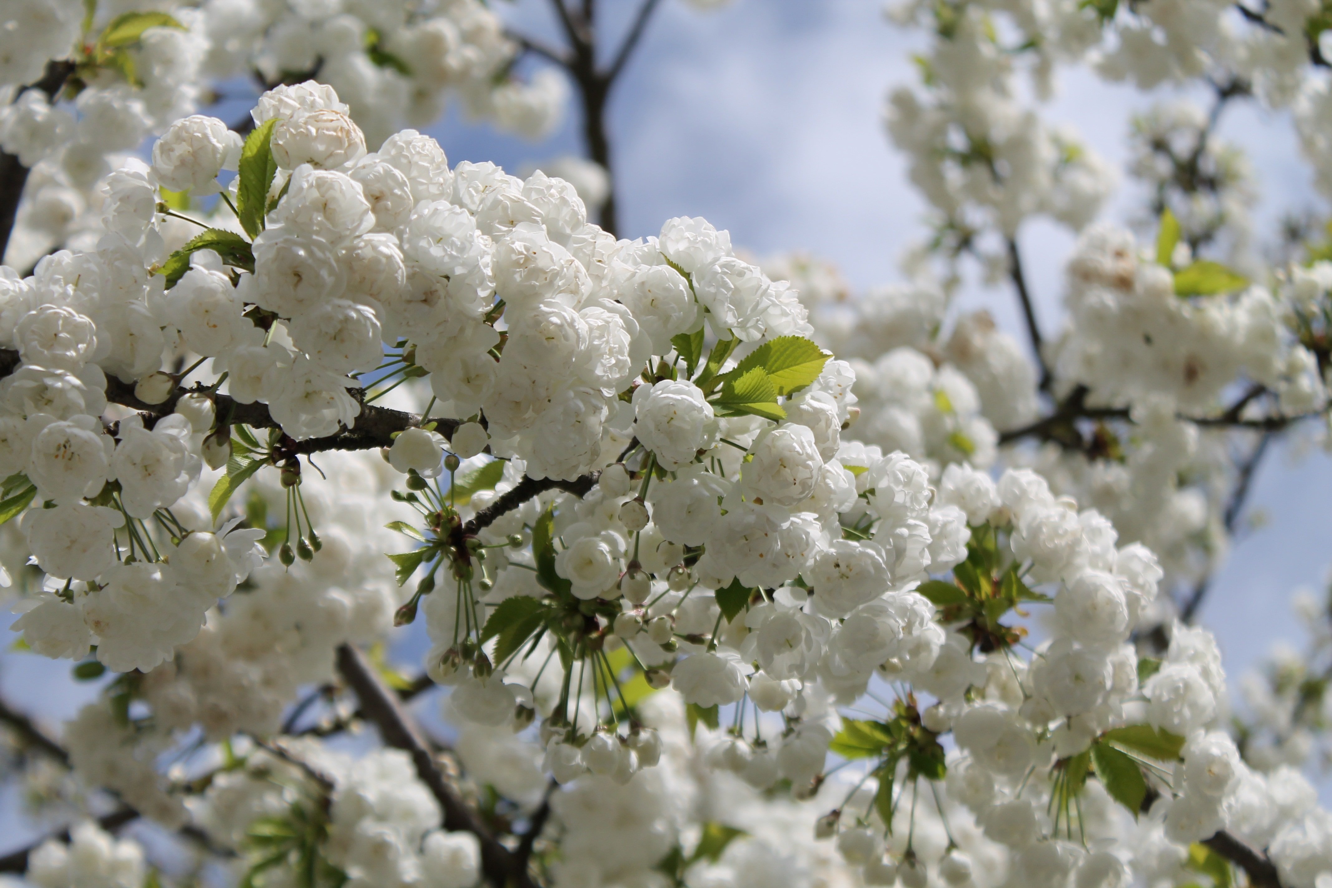 White blossoms. Белая Сакура дерево. Вишня дерево зацвело. Вишня дерево цветение. Вишневый сад цветение.