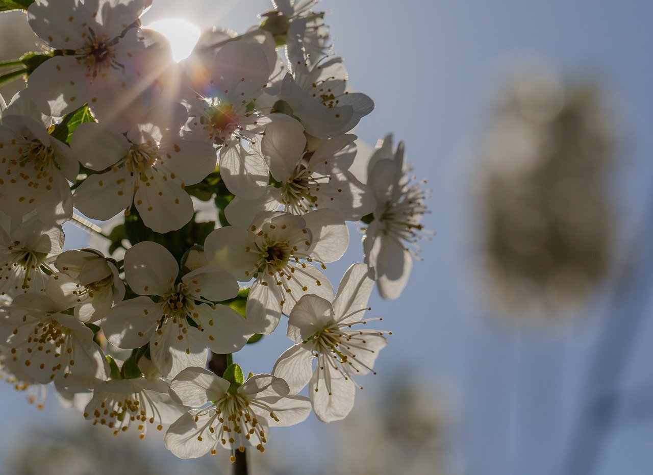 Sun blossom. Весеннее солнце. Весеннее солнышко. Солнце весной.