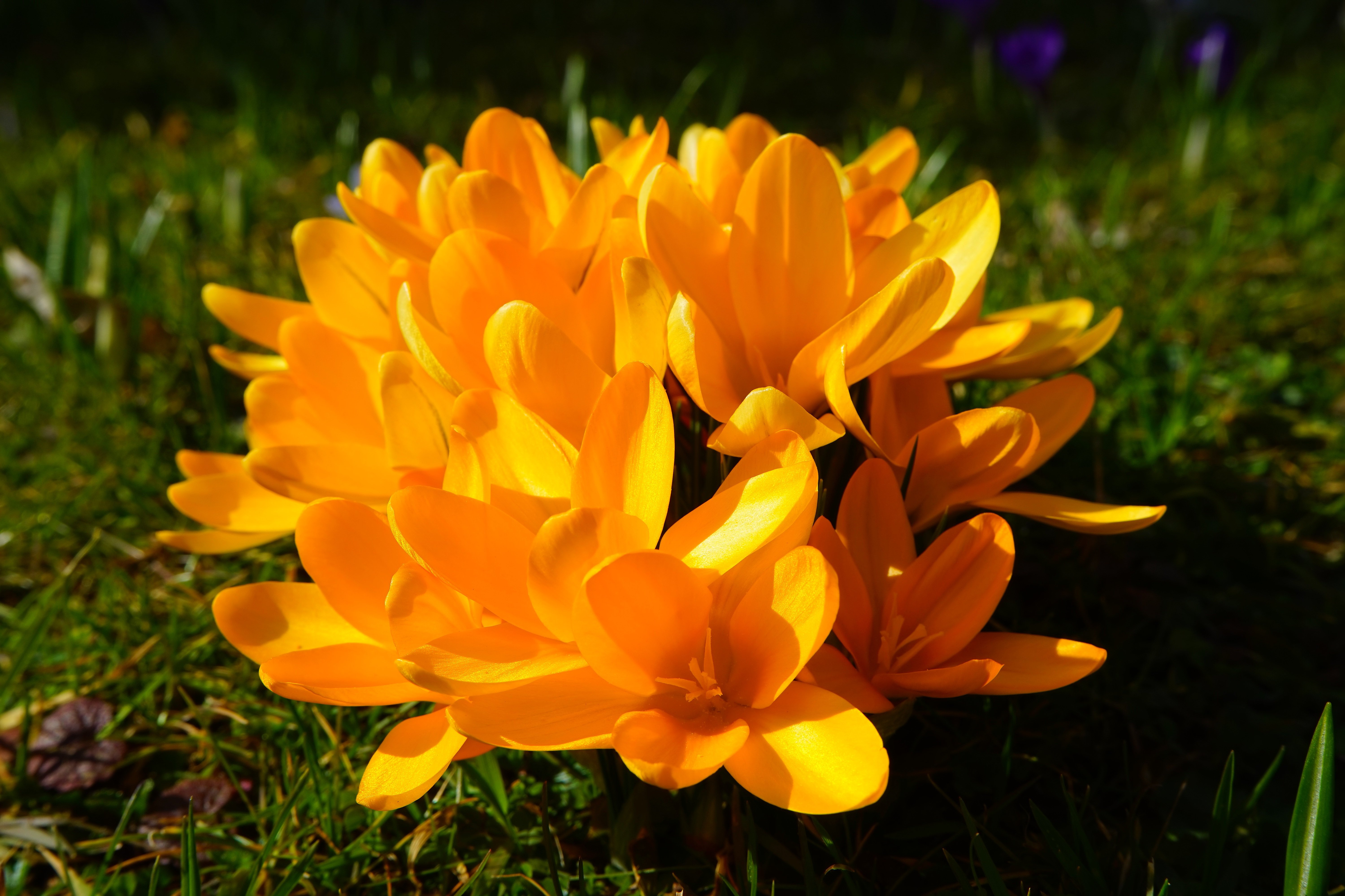 Шафран желтый. Крокус Шафран цветок жёлтый. Крокус Шафран цветок. Крокусы цветы оранжевые. Шафран цветок оранжевый.