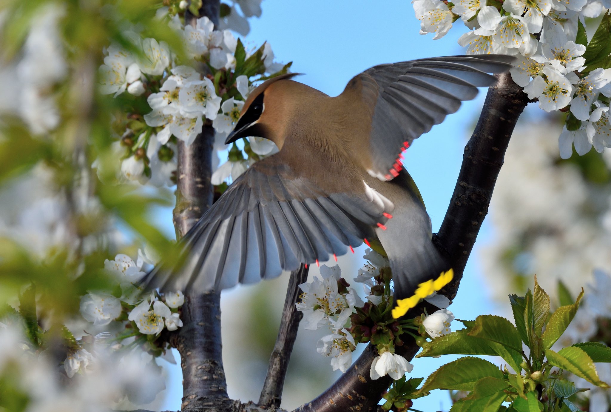 Весенний день птиц. Природа птицы. Весенние птички. Птицы весной.