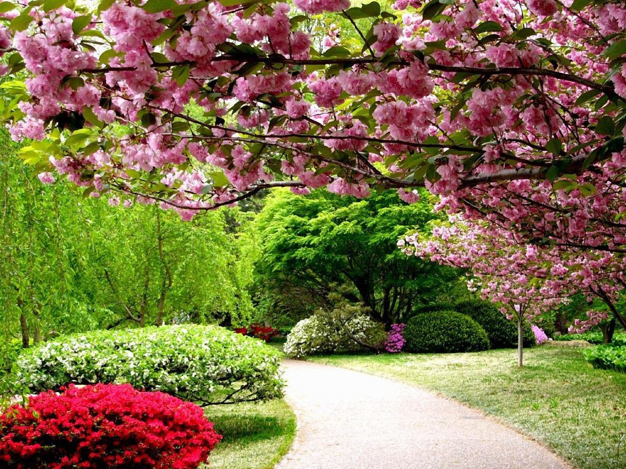 Bahor gullari. Сад Кавати Фудзи. Весенний сад (Spring Topiary Garden). Сакура гуллари. Сад с деревьями и цветами.
