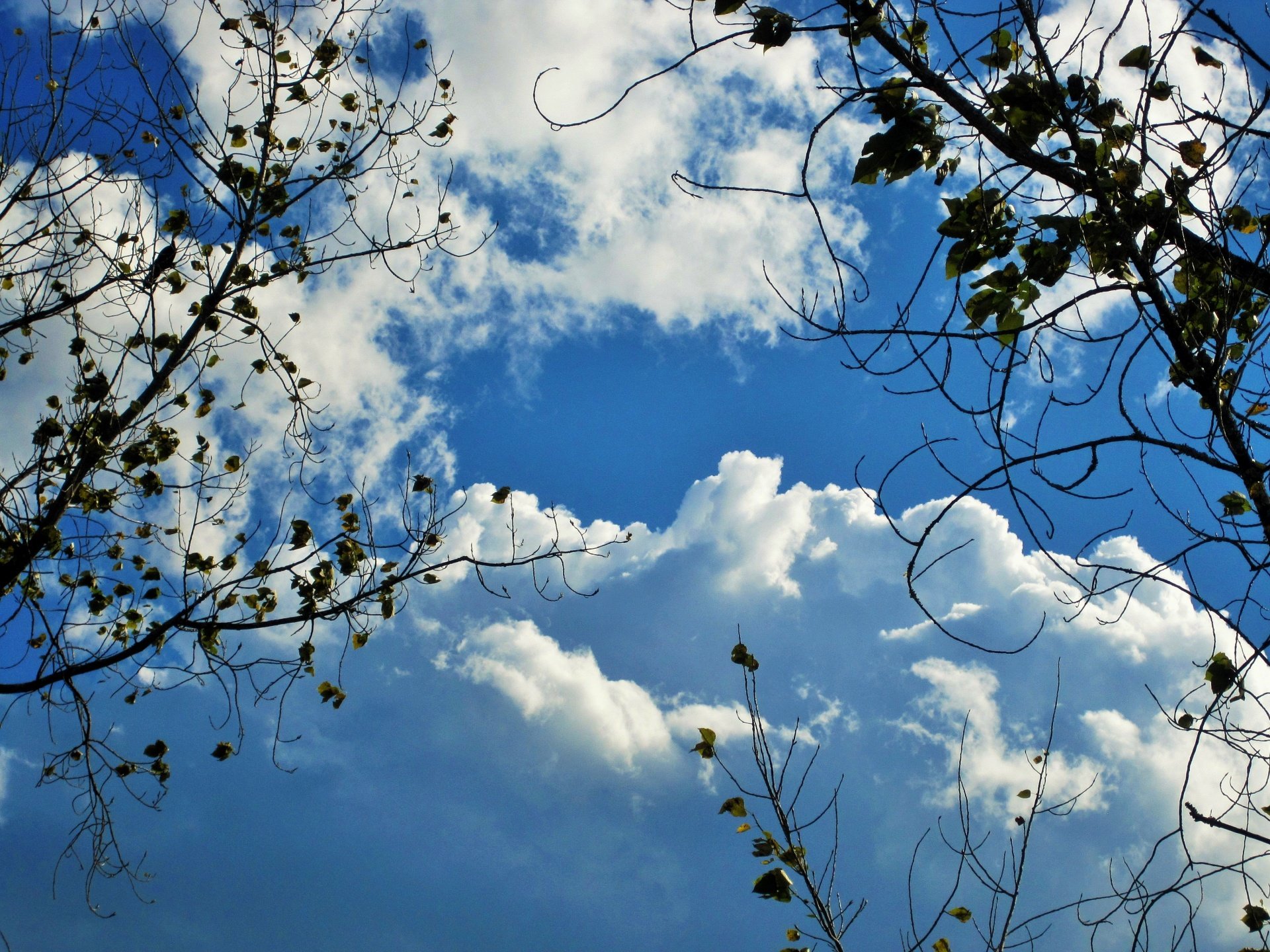 Облака качаются на твоих. Весенние облака. Облака весной. И качаются на ветках облака.