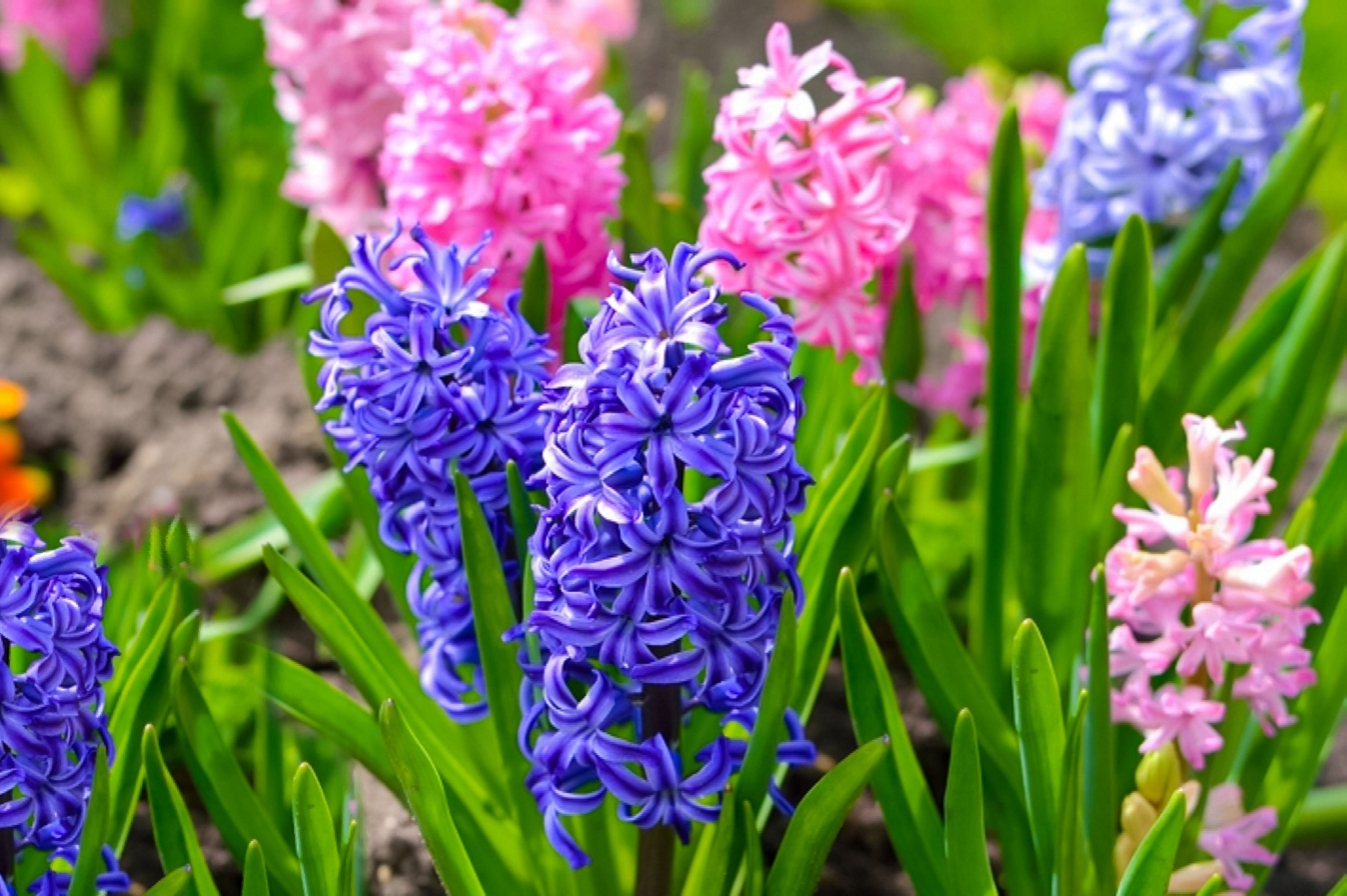 Гиацинт запах опасен. Hyacinthus orientalis. Гиацинт цветок. Весенние цветы луковичные гиацинт. Гиацинт Аква.