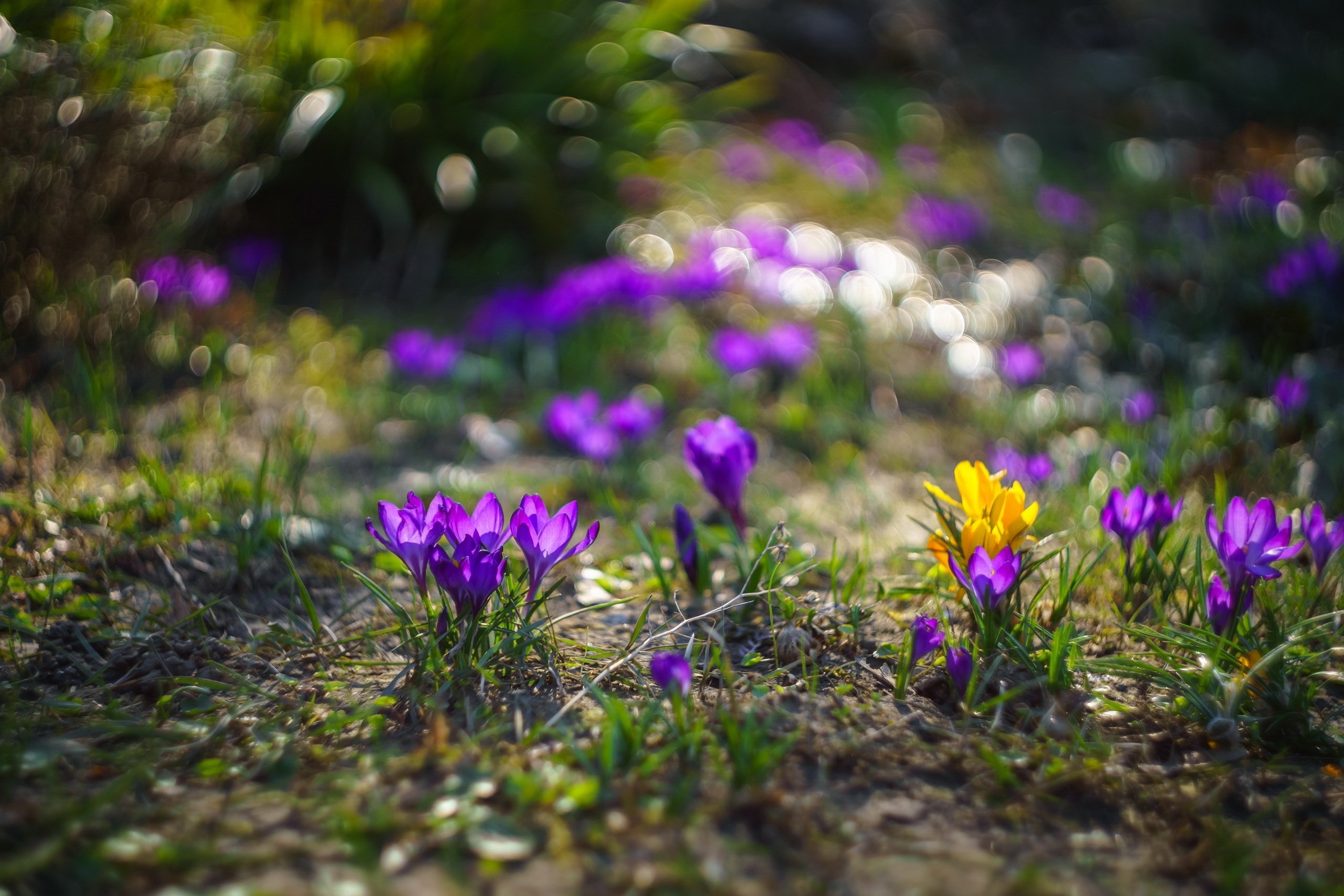Цветы апреля картинки. Весенние цветы. Природа весной.