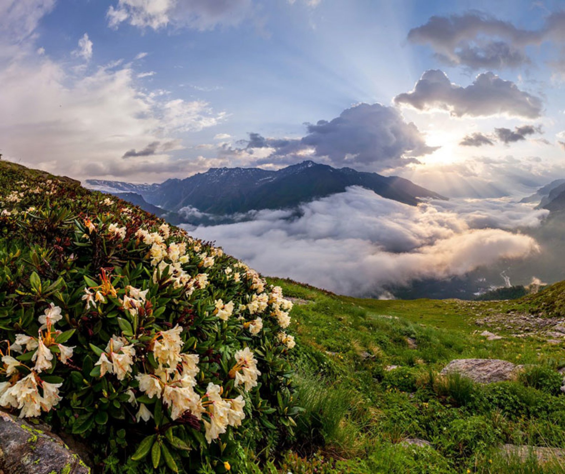 Облако разрастаясь вверх промчалось по склону горы. Тхач рододендроны. Рододендрон в горах Кавказа. Рододендрон в Приэльбрусье. Рододендрон на горе Чегет.