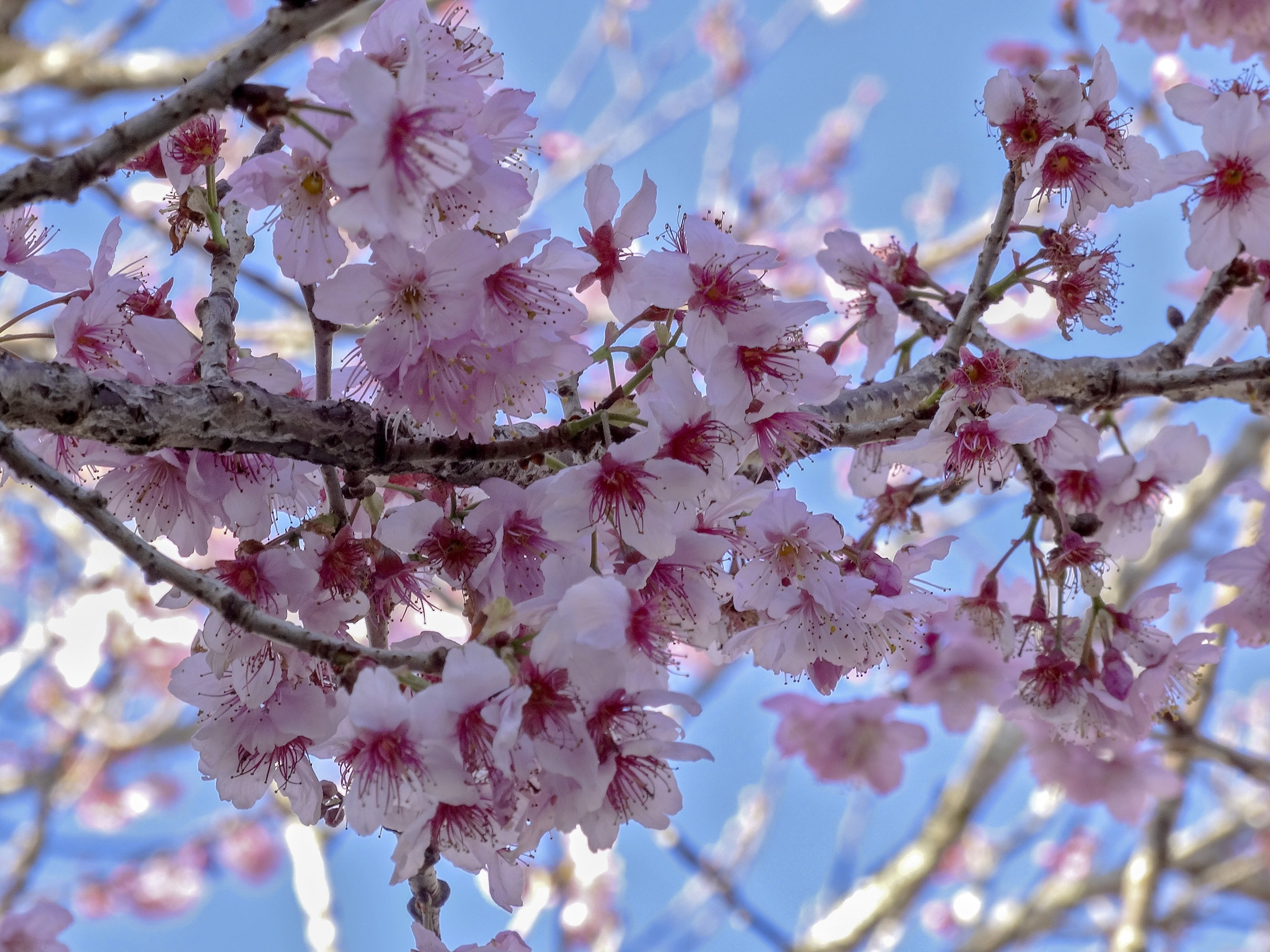 Сакура вишневая. Сакура черри блоссом дерево. Черешня Сакура. Сакура Ошидори плоды. Дикая вишня цветение.
