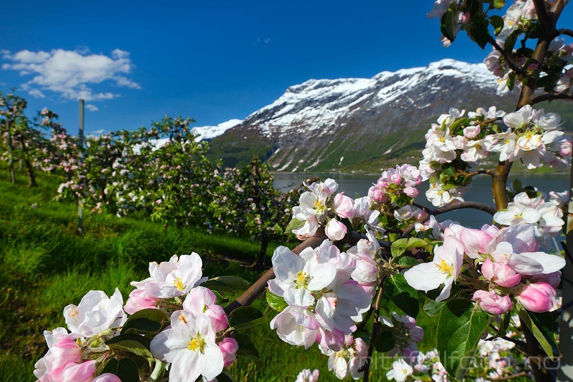 Норвегия фьорды весной