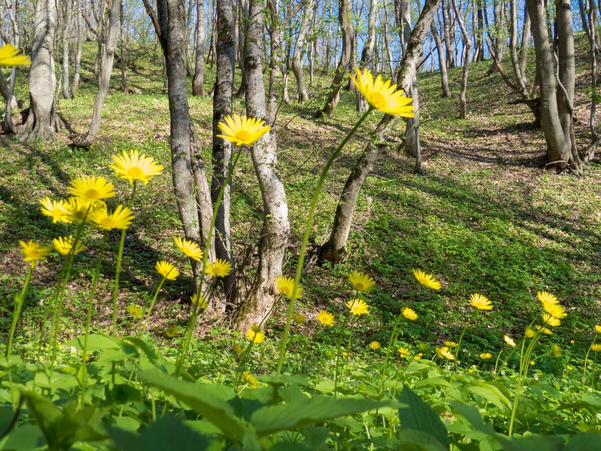Весенние желтые цветы в лесу названия и фото