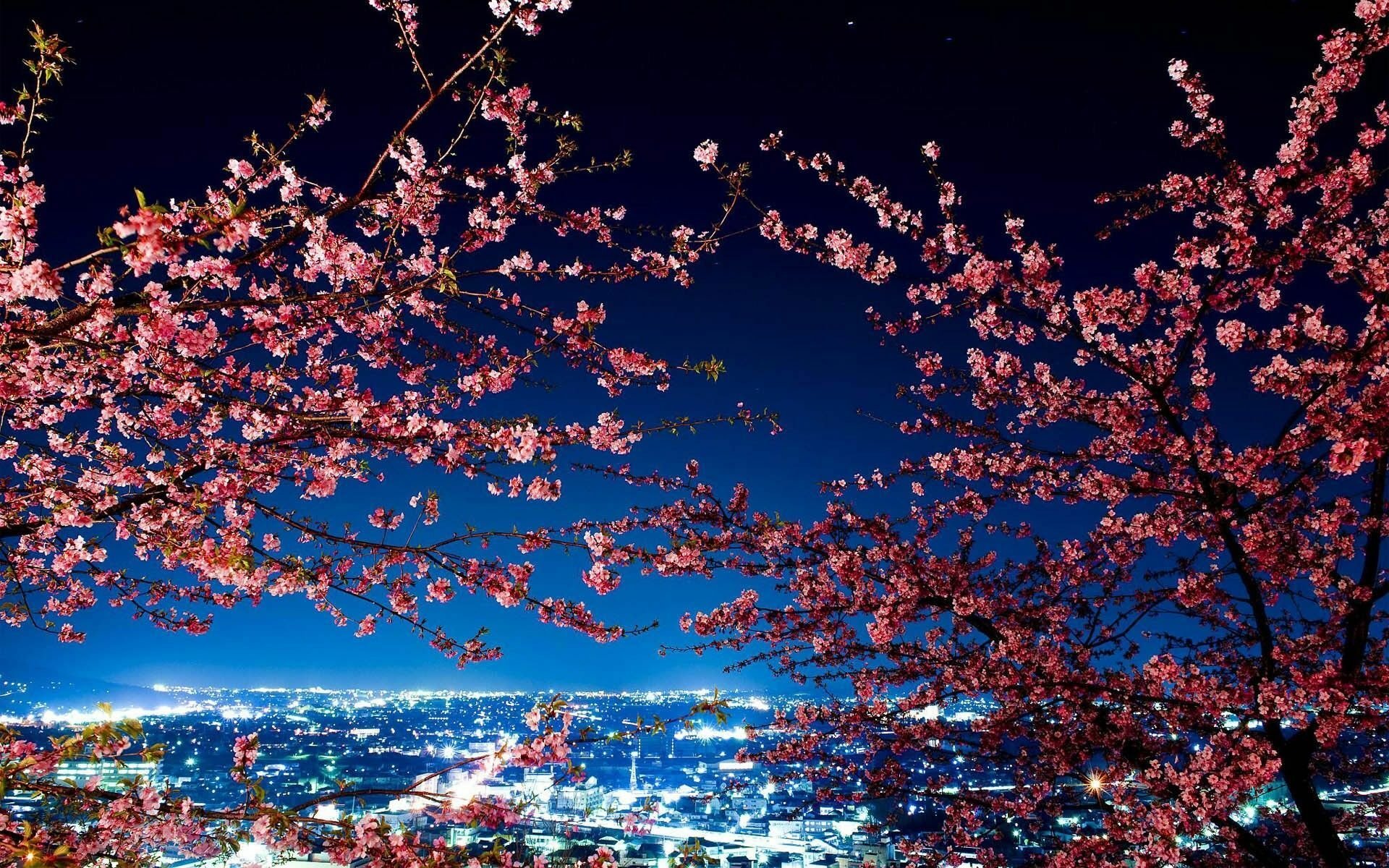 Sakura blossom. Корея черри блоссом. Токио Сакура. Ночной Токио Сакура. Сакура черри блоссом.