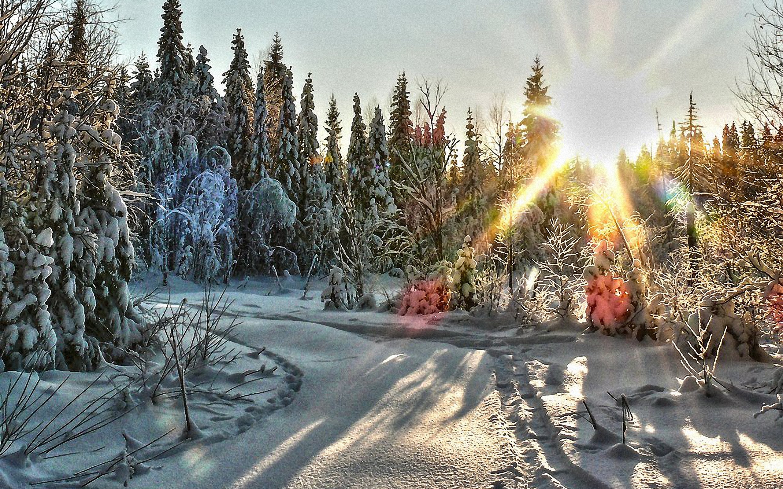 Январский день. Сказочный зимний лес. Морозный день. Солнечный зимний день. Зима солнце.