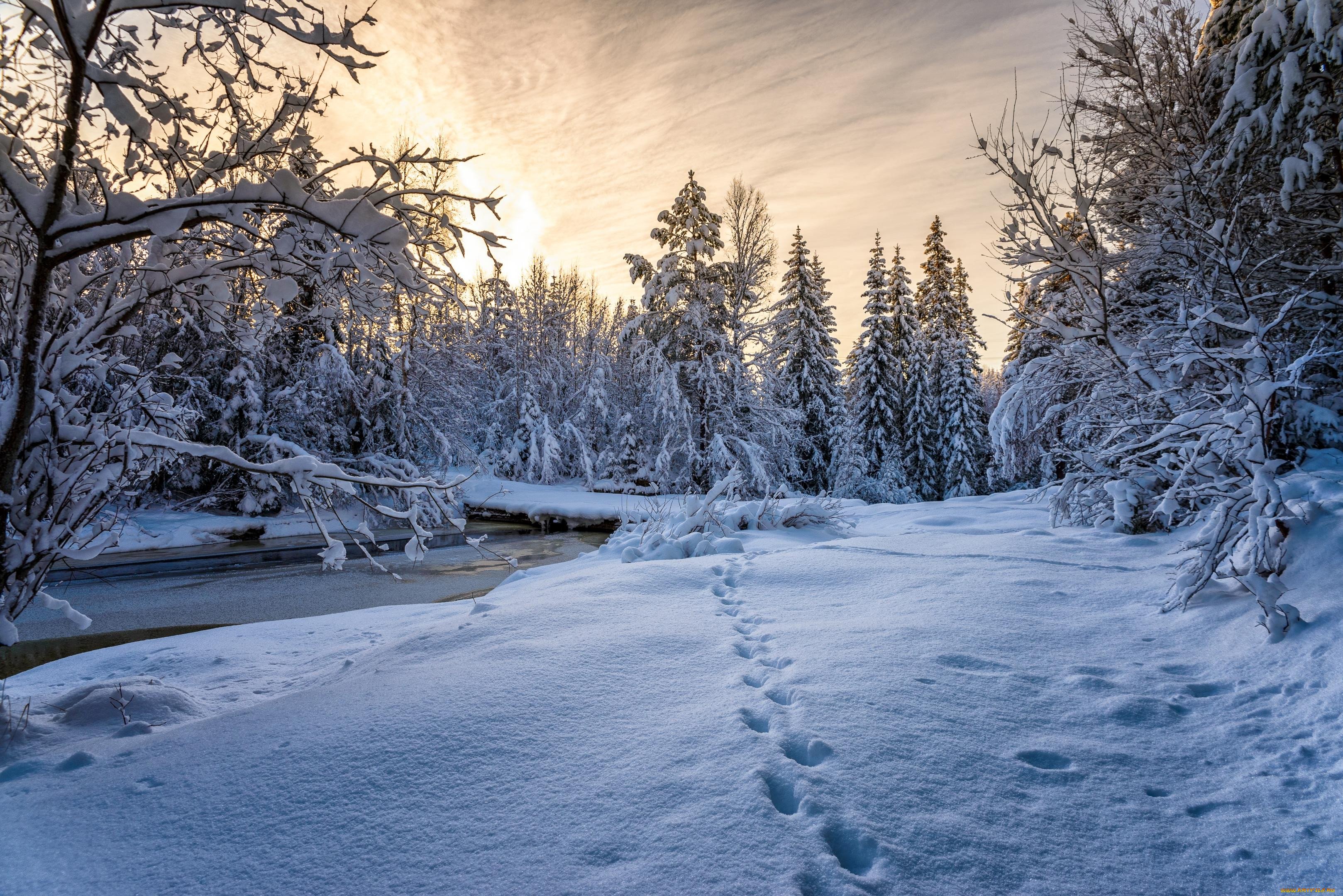 Картинка зимний период. Зимний лес. Зимняя природа. Красивая зима. Зима пейзаж.
