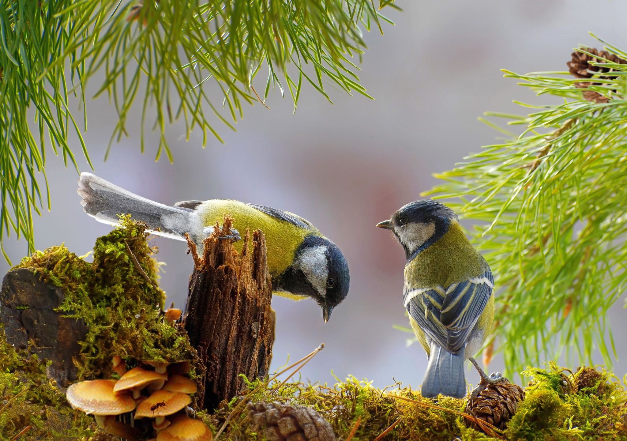 Красивая природа с птицами. Лесная синица. Лазоревка в лесу. Синица лазоревка.