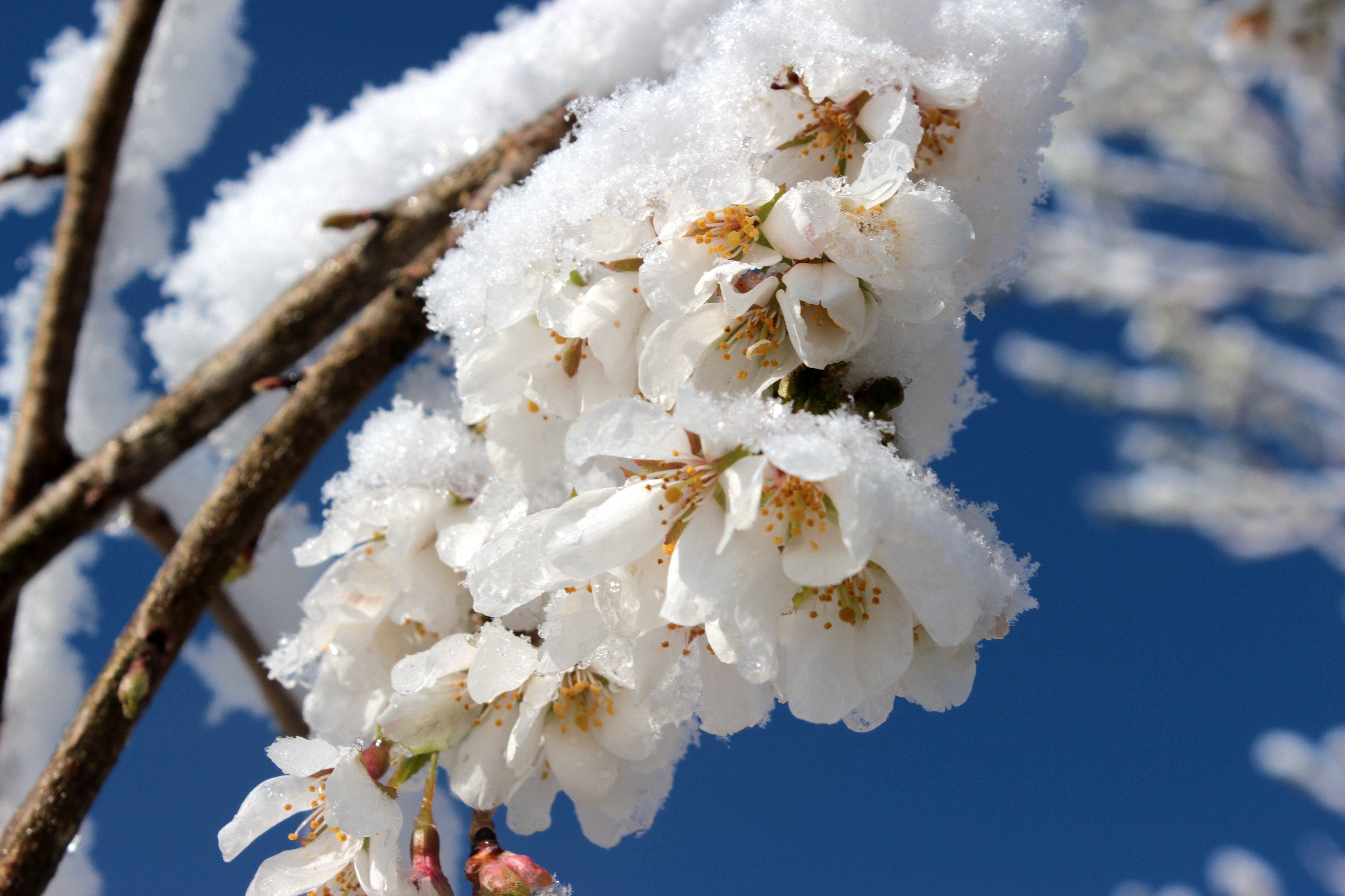 Весенний снежок. Цветущие деревья в снегу. Весенние заморозки. Цветущие вишни в снегу. Цветущая вишня в снегу.