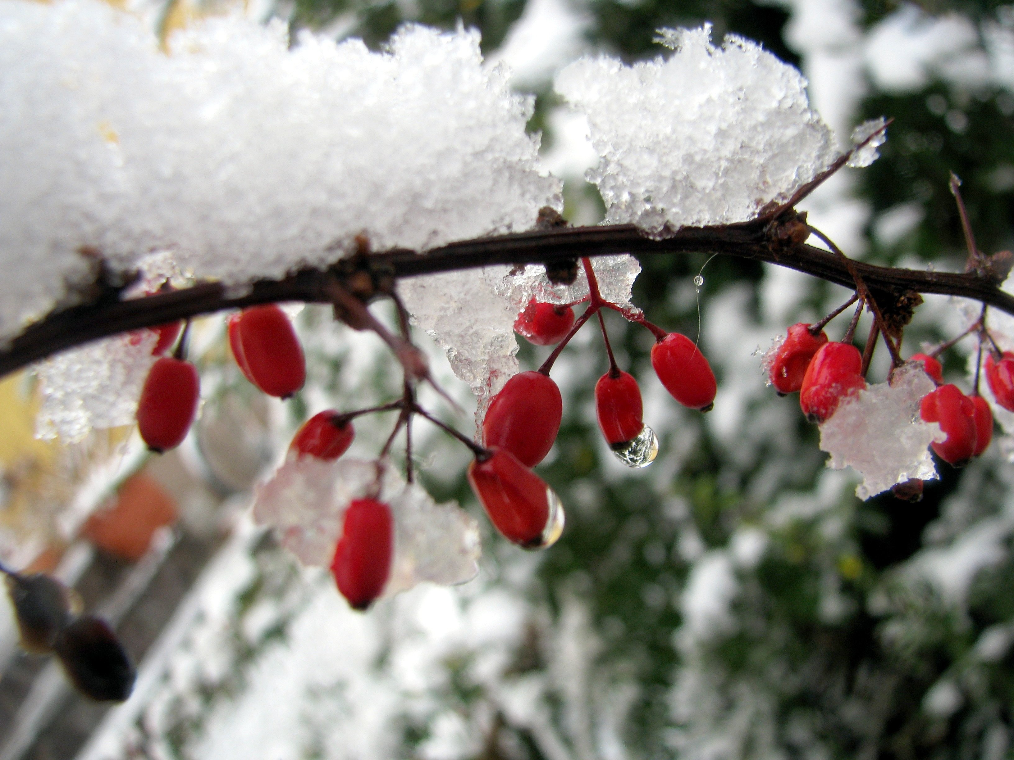 Plants winter. Растения зимой. Растения в снегу. Красивые растения зимой. Зимний покой растений.