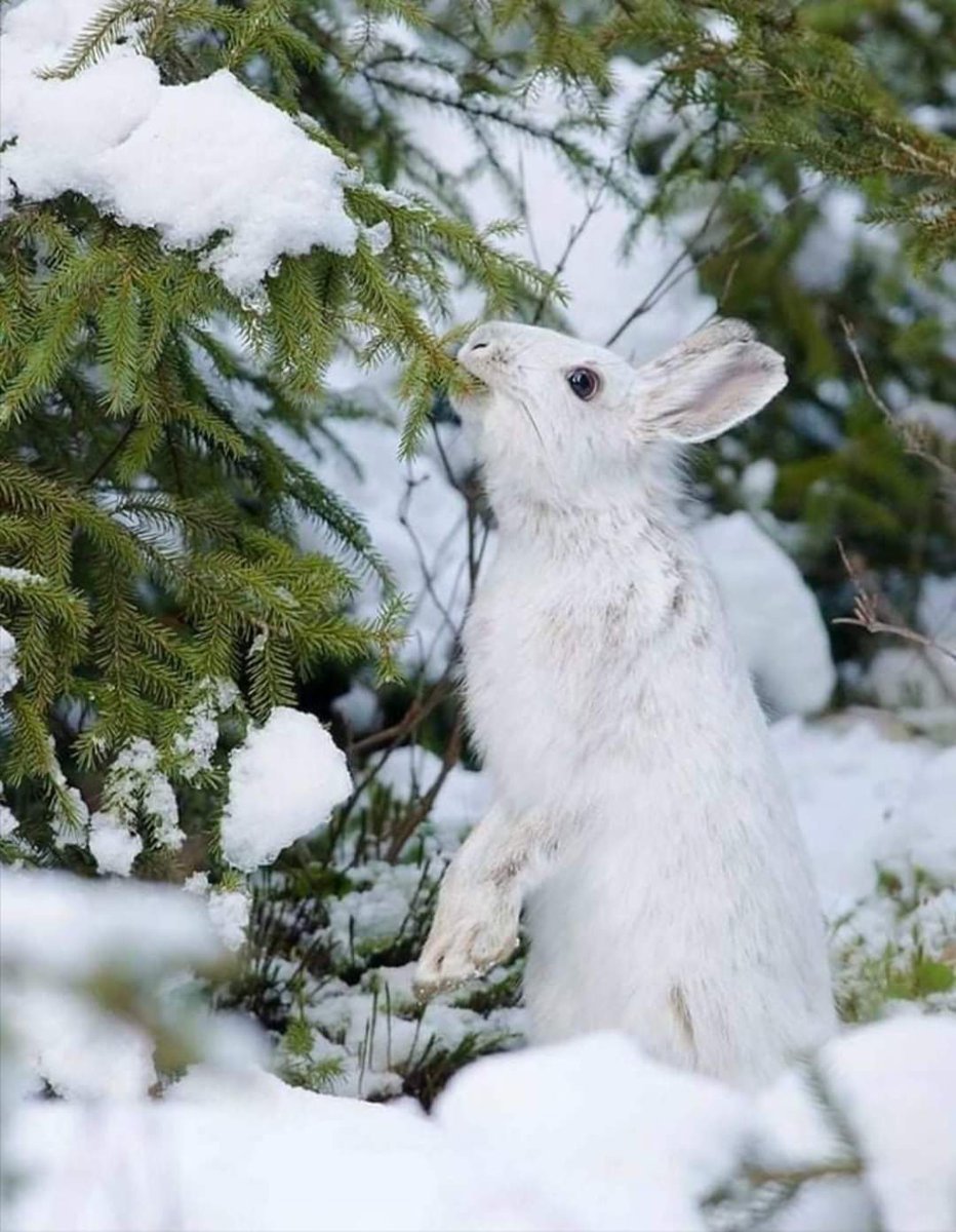 Заяц зимой (140 фото) - 140 фото