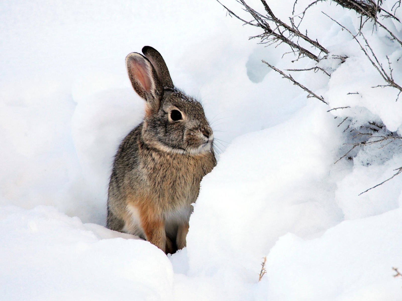 Зайка снегом. Заяц. Заяц на снегу. Заяц зимой. Заяц в Снежном лесу.