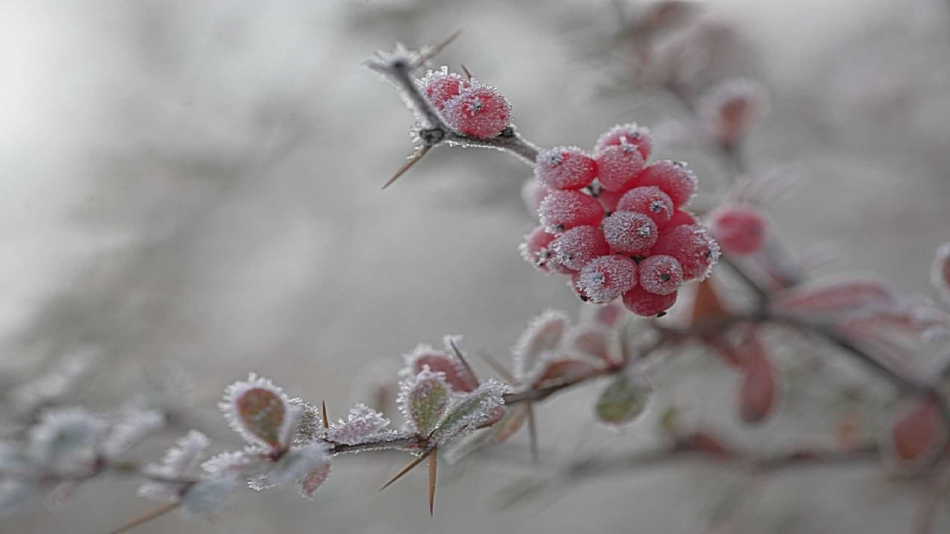 Цветок зима красивая. Снежноягодник цветы. Красивые зимние цветы. Зимний букет. Цветы в инее.