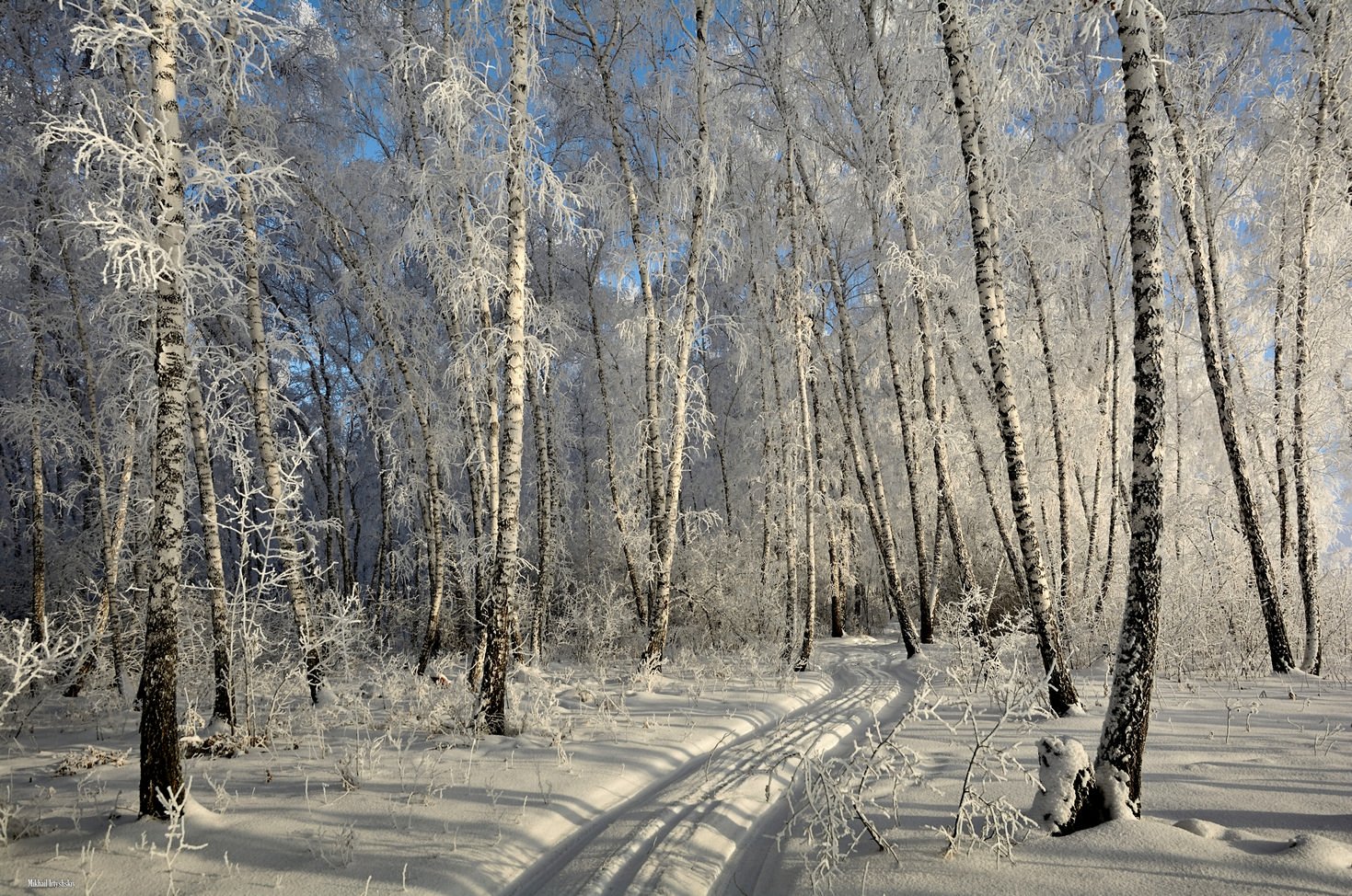 Лес зимой и летом. Береза зима. Снежная роща. Уральские Березки зимой. Зимние березы высокое качество.