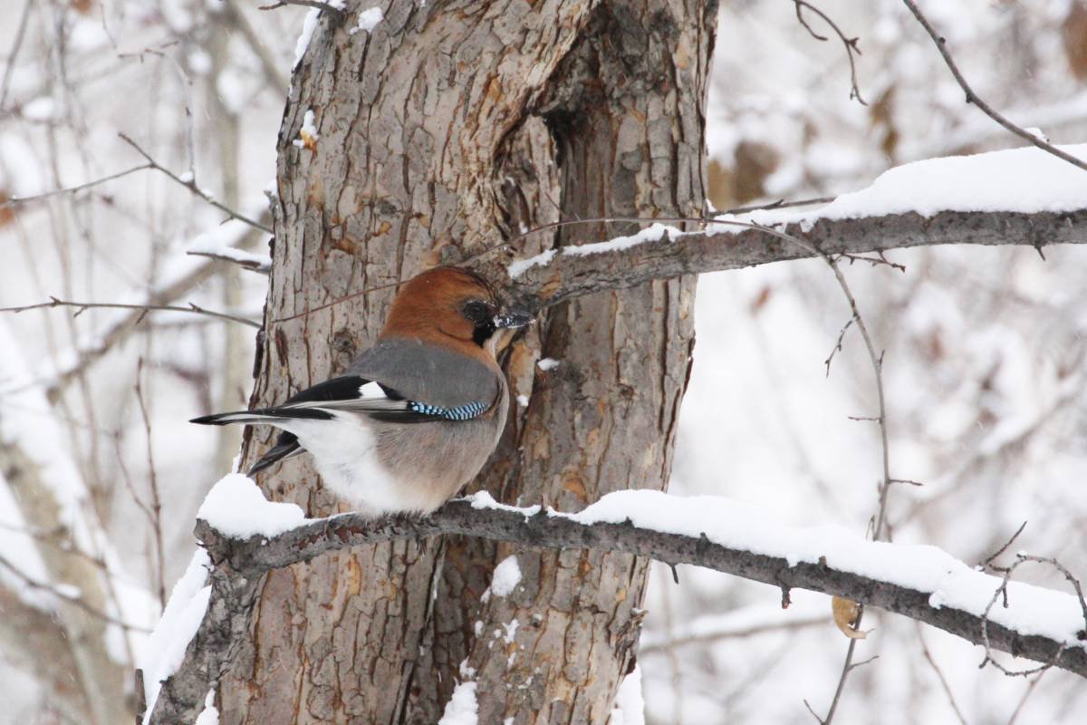 Лесные птицы сибири фото с названиями зимой