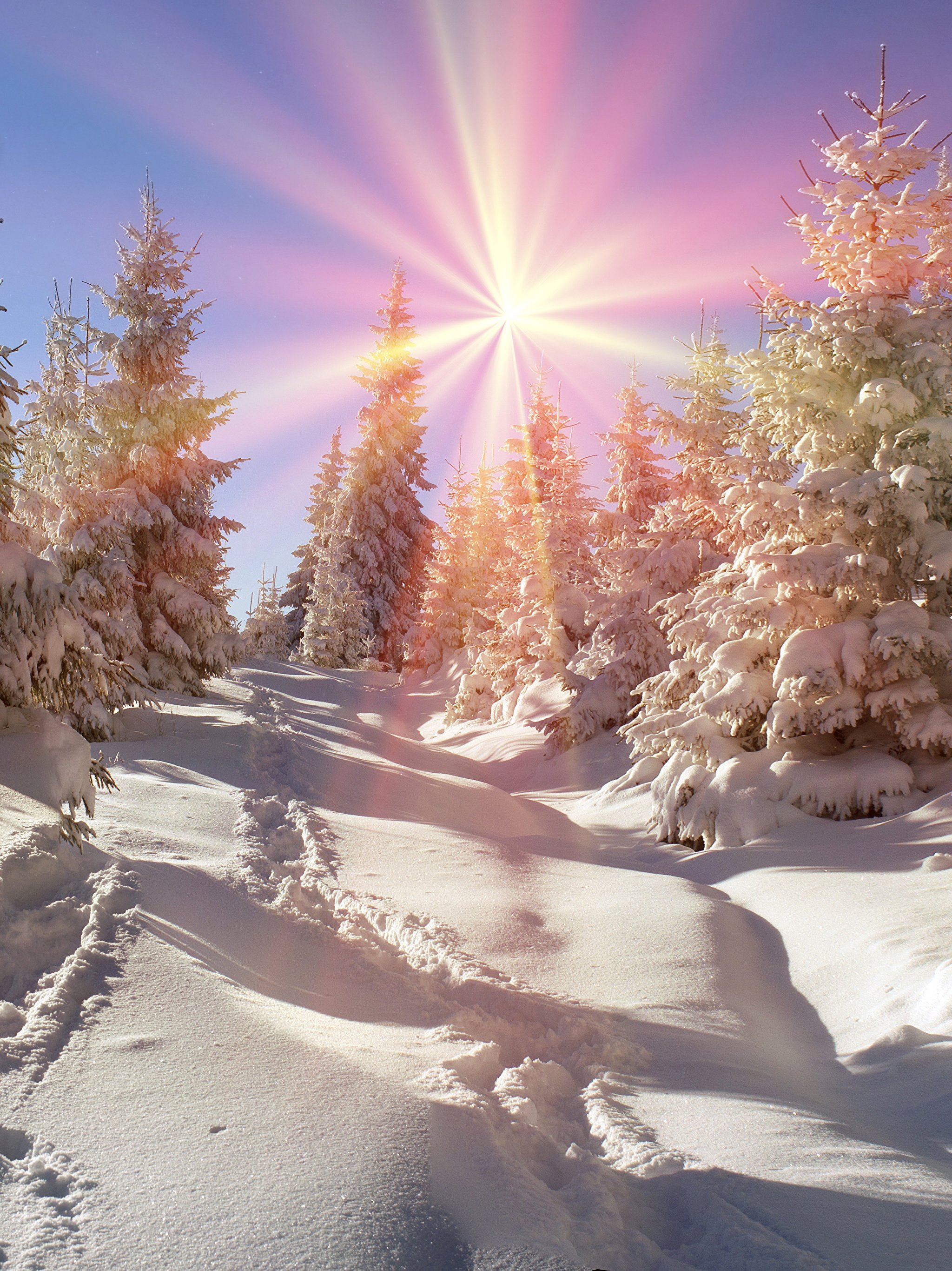Веселое солнце зима елки гиф