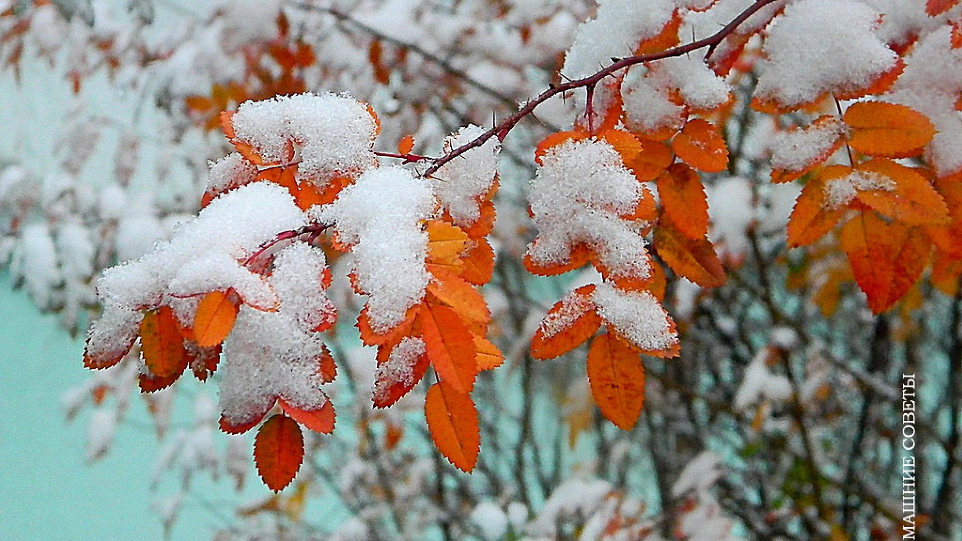 Картинки с добрым утром поздняя осень. Первый снег. С наступлением зимы. Скоро зима. Ноябрь скоро зима.