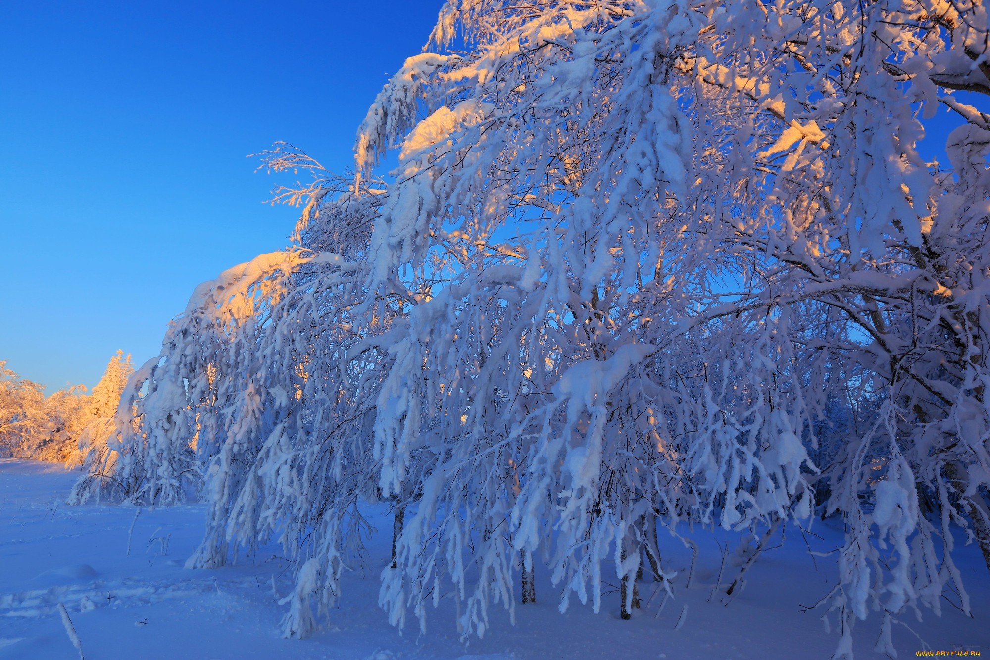 Зимняя природа 2 класс. Зимние картинки на рабочий стол. Красивые фото зимой. Зима bmp. Зима картинки jpg.